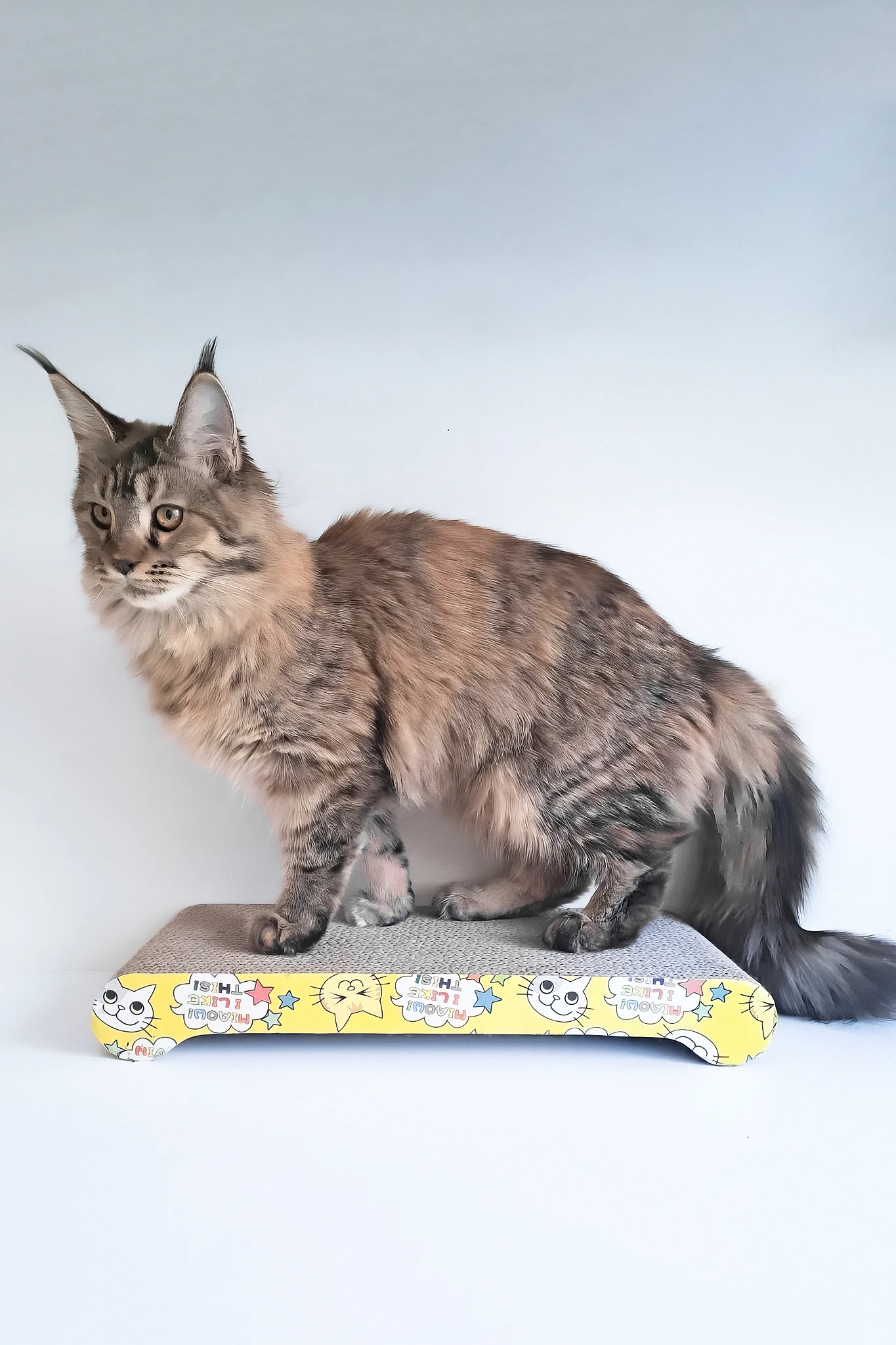 Gladys | Maine Coon Kitten - Image 10