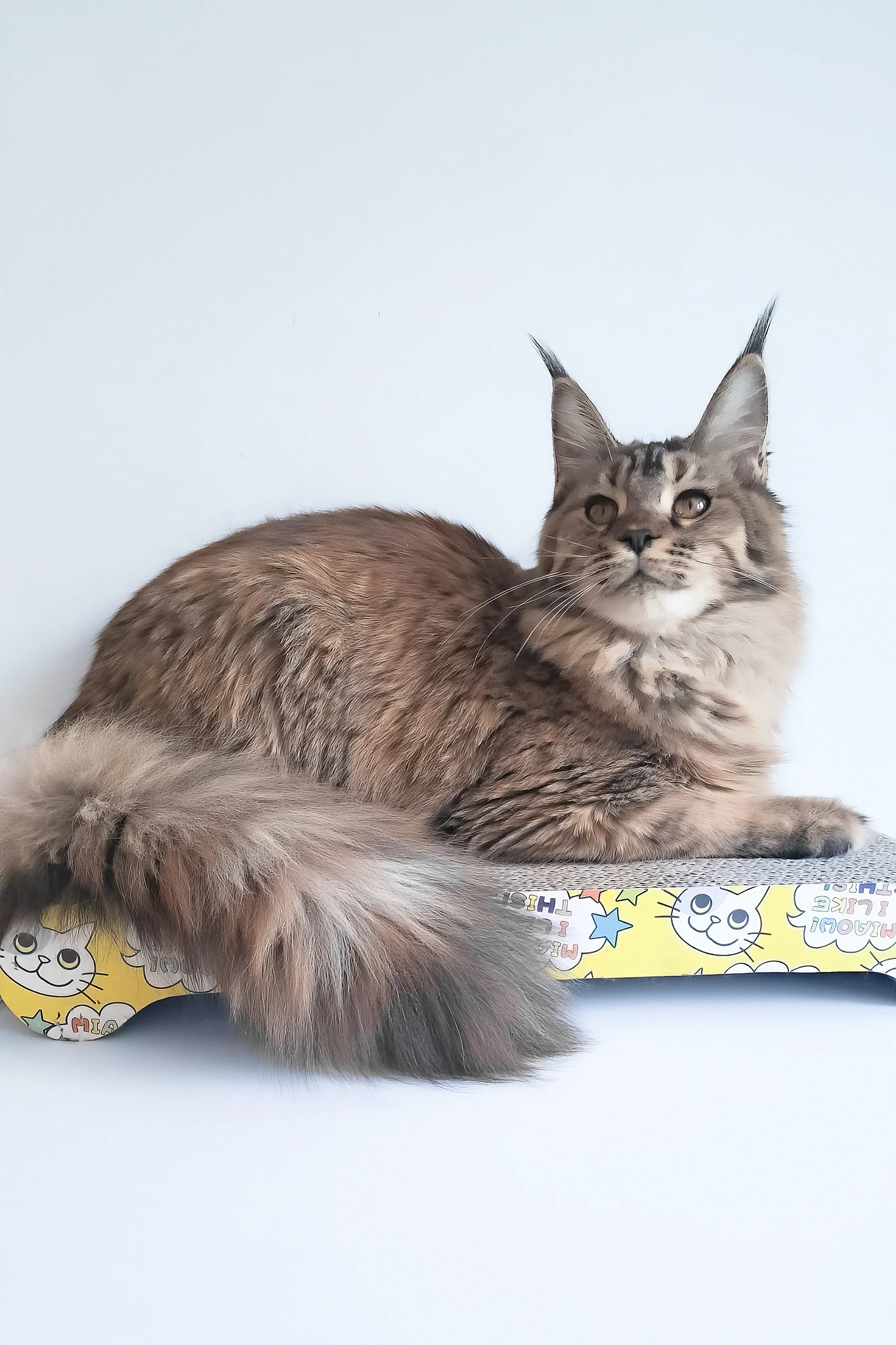 Gladys | Maine Coon Kitten - Image 11