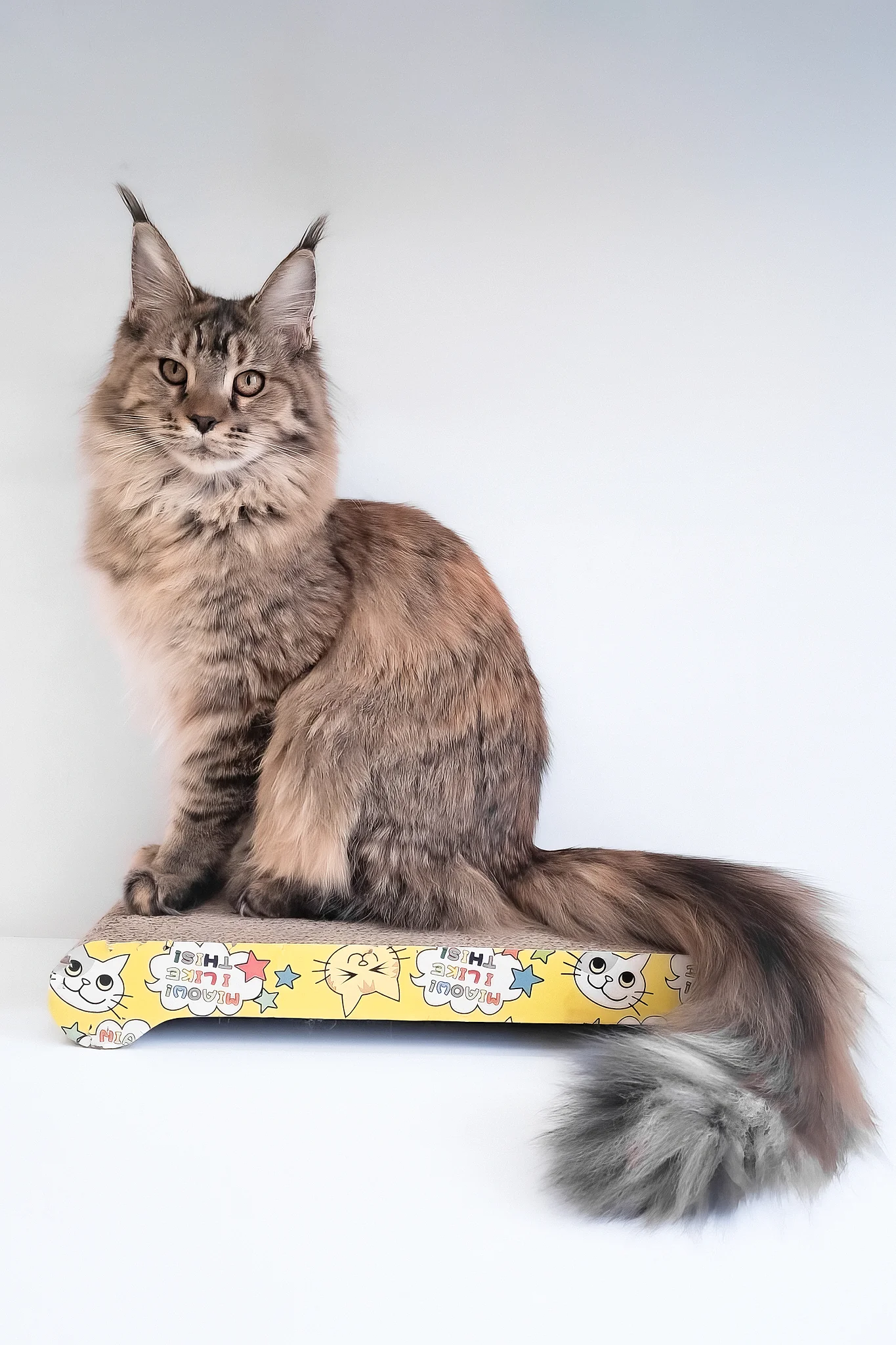 Gladys | Maine Coon Kitten - Image 3