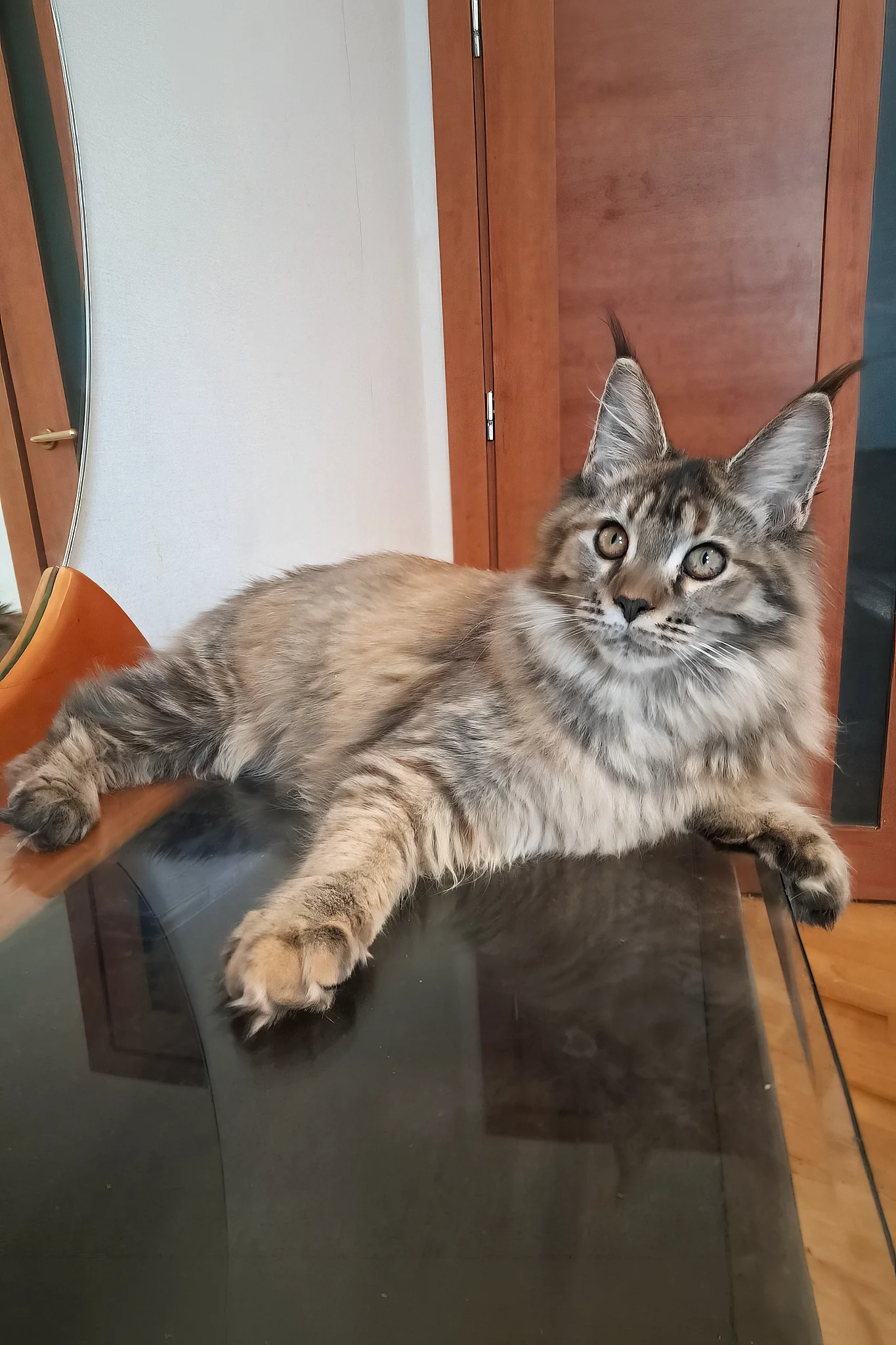 Gladys | Maine Coon Kitten - Image 5