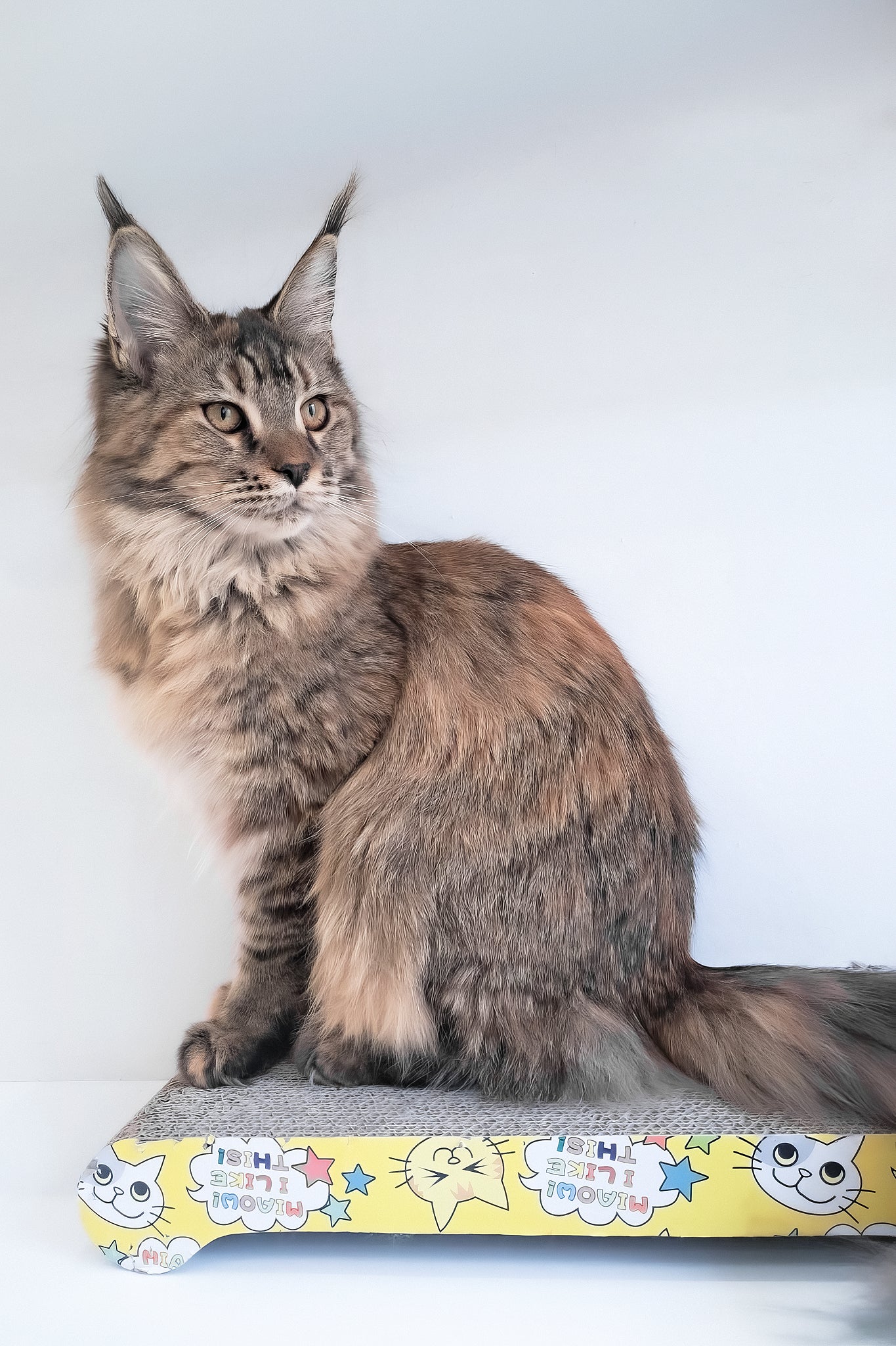 Gladys | Maine Coon Kitten - Image 6