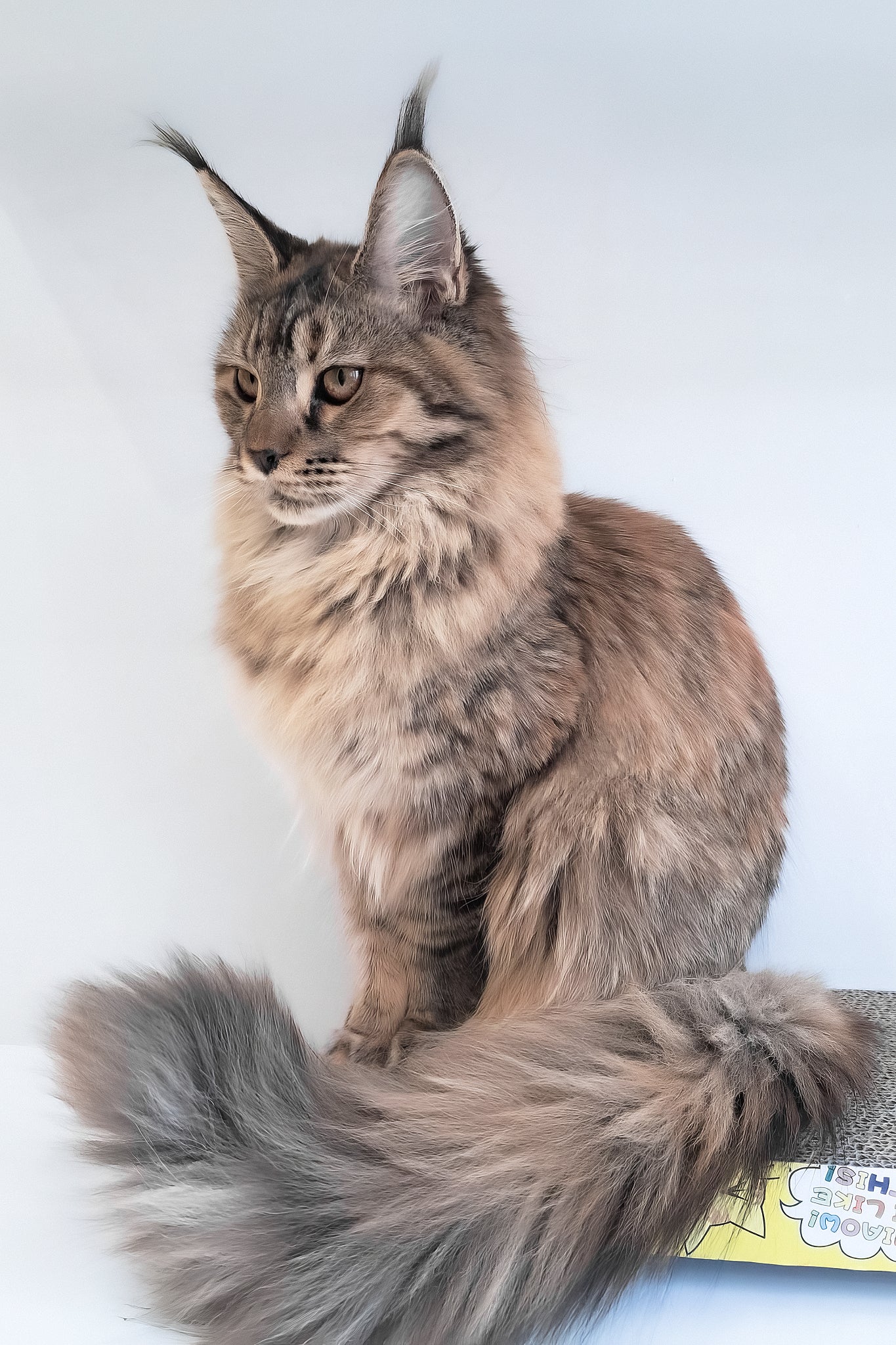 Gladys | Maine Coon Kitten - Image 7