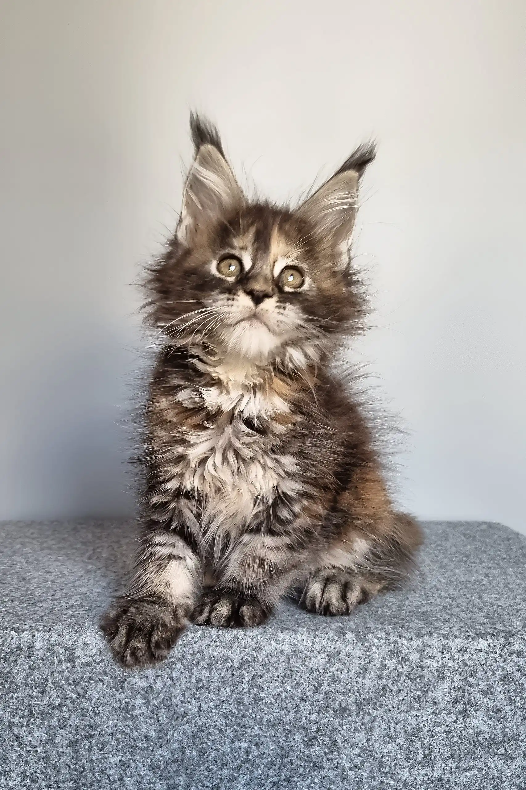 Gloria | Maine Coon Kitten - Image 3