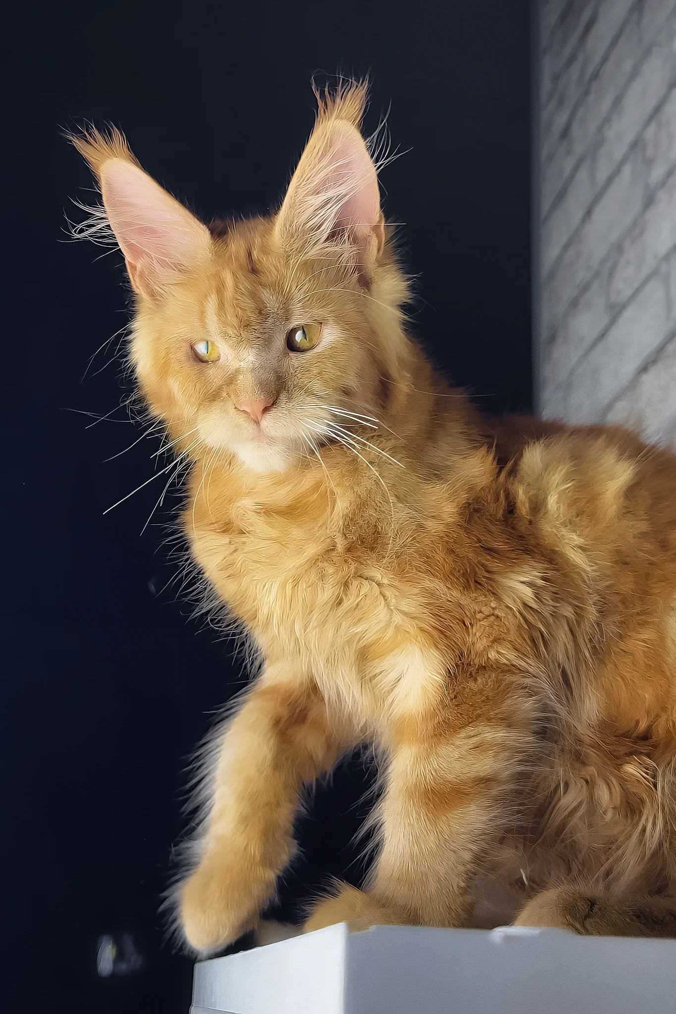 Hanna | Maine Coon Kitten - Image 2
