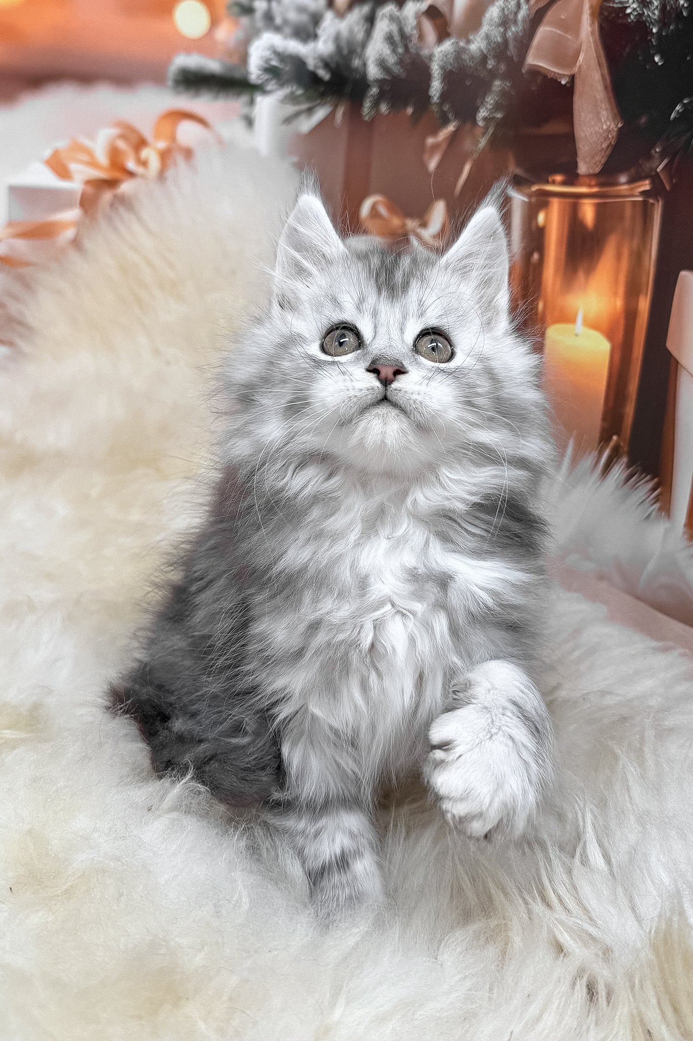 Hannah | Maine Coon Kitten - Image 9