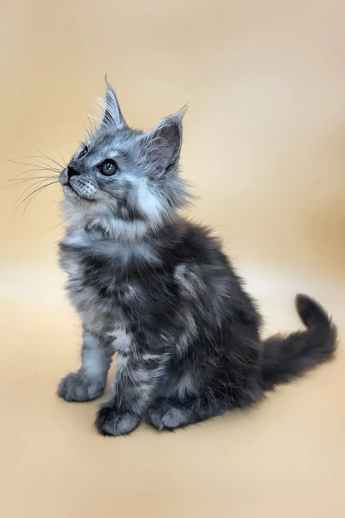 Hardy | Maine Coon Kitten - Image 7