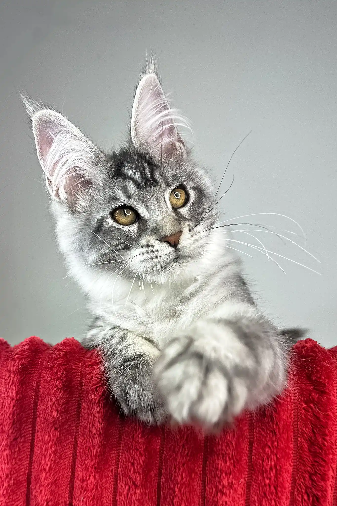 Harmony | Maine Coon Kitten - Image 5