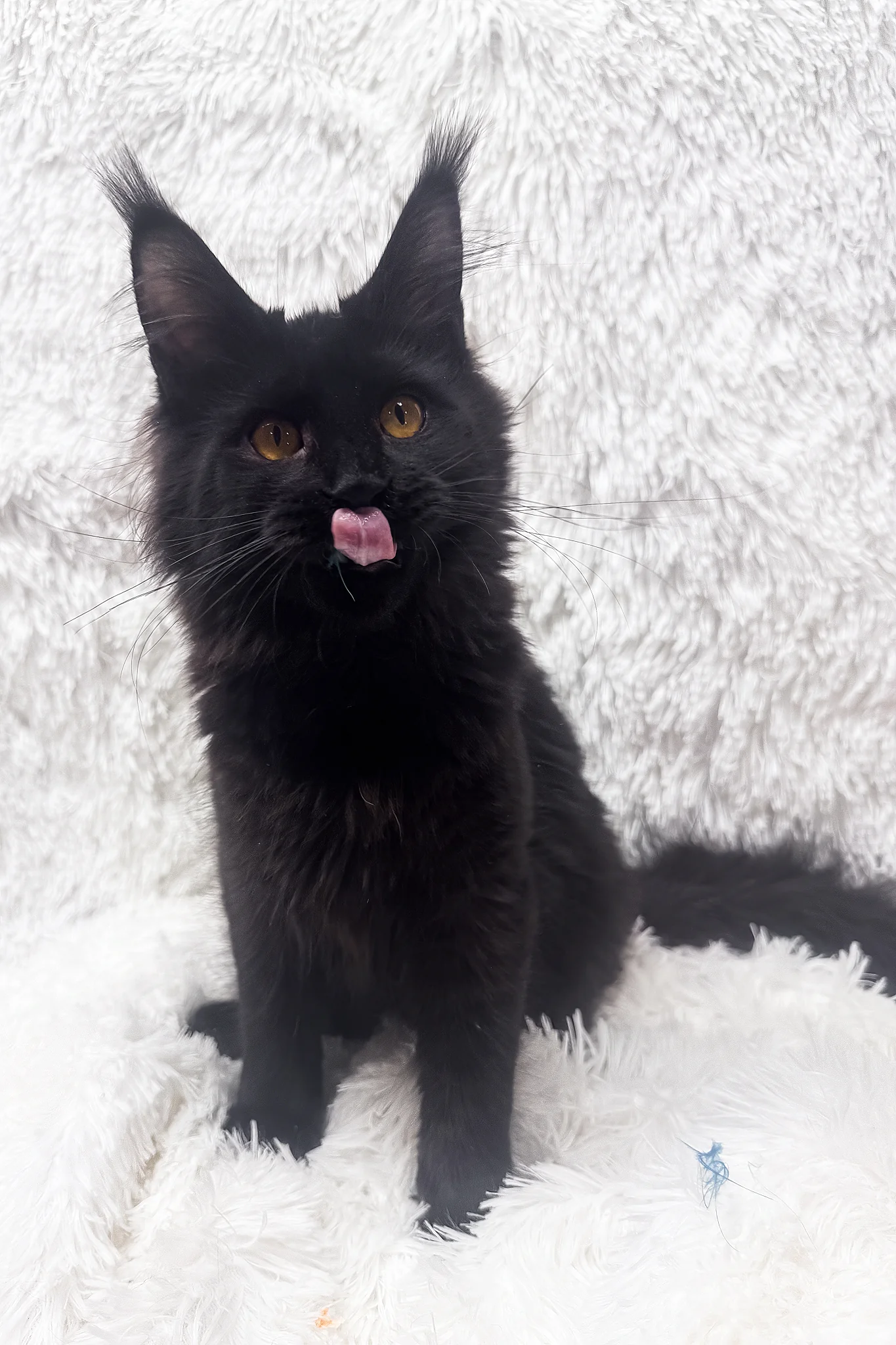 Harper | Maine Coon Kitten - Image 7