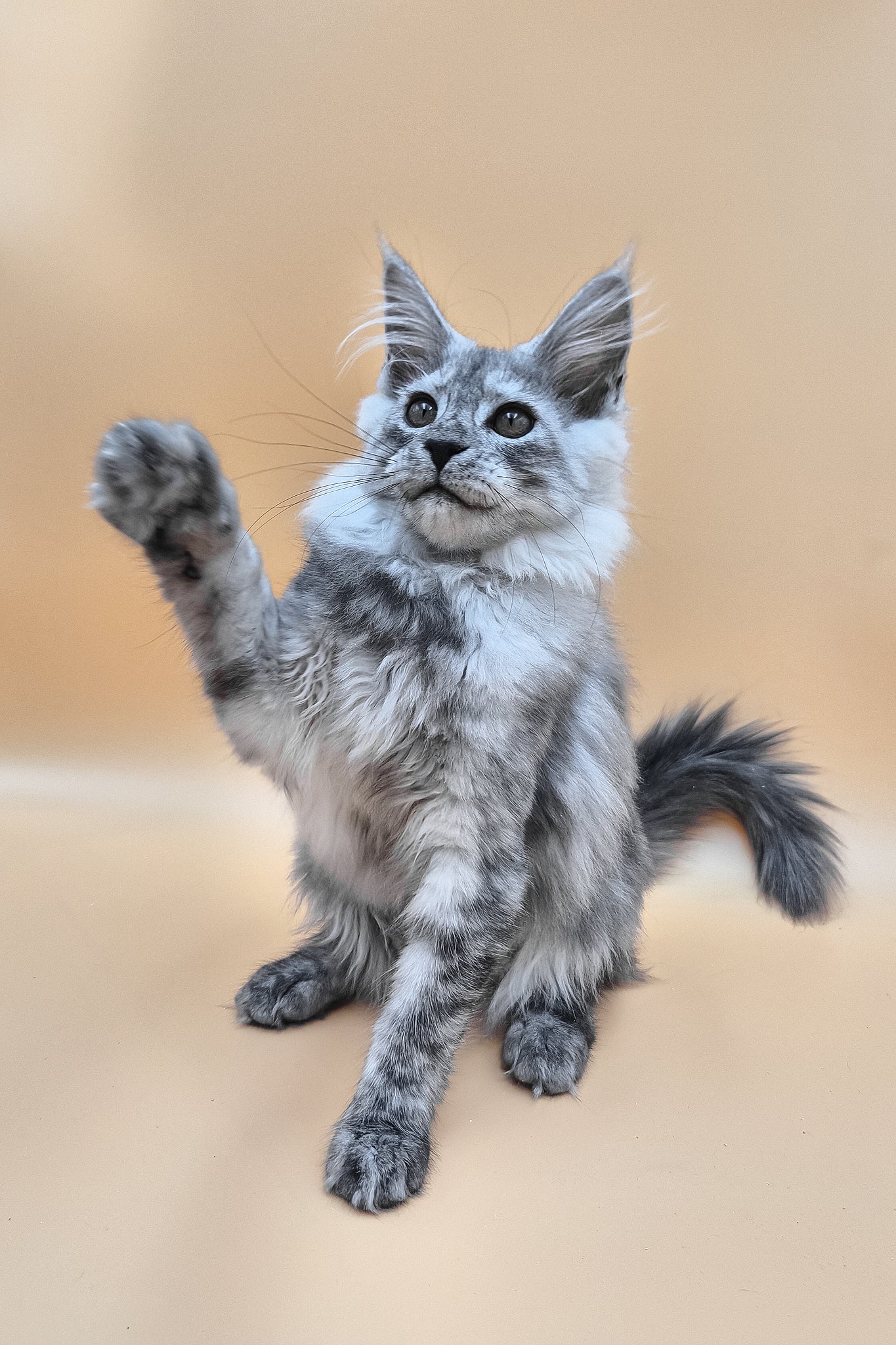 Hassana | Maine Coon Kitten - Image 2