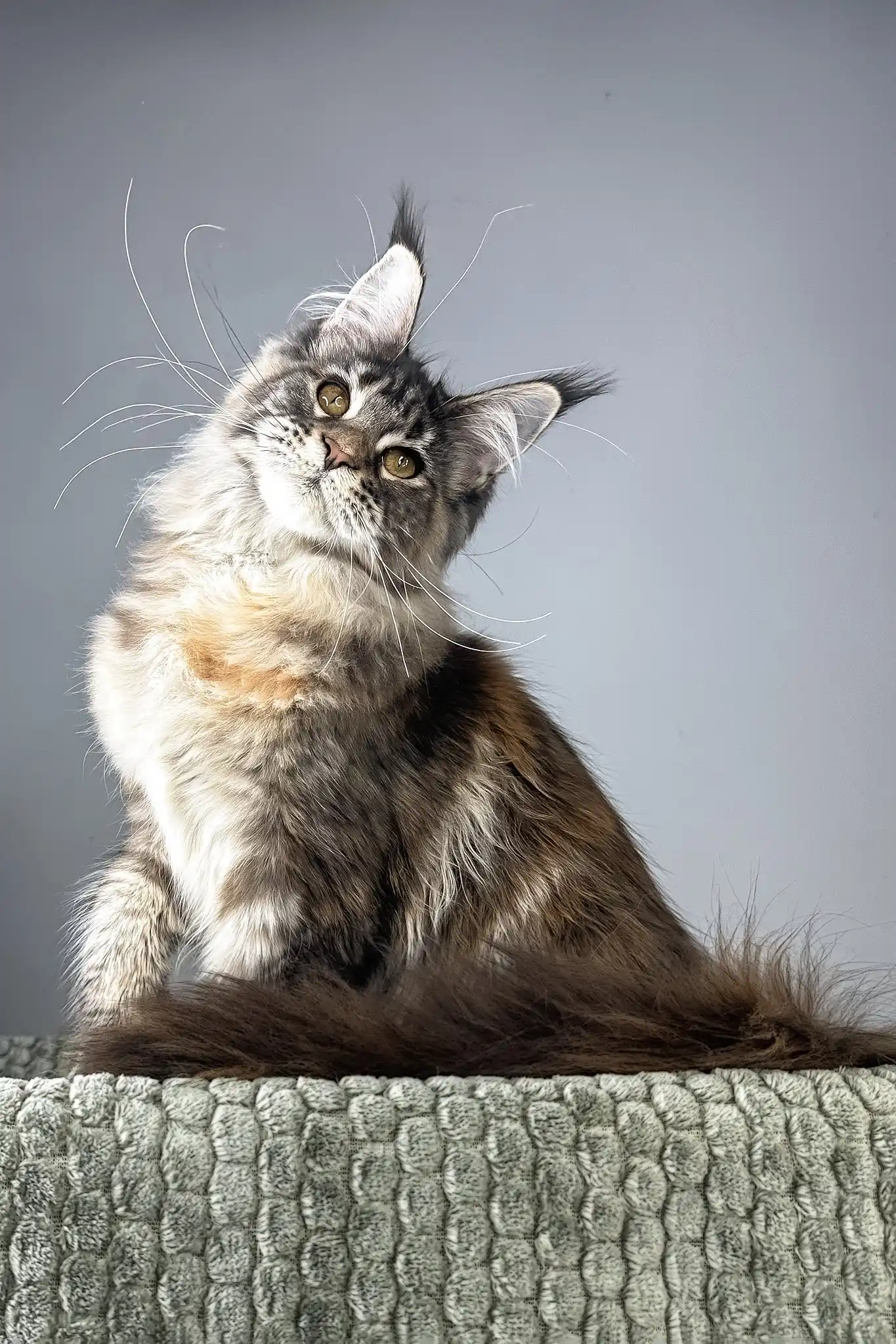 Havana | Maine Coon Kitten - Image 3