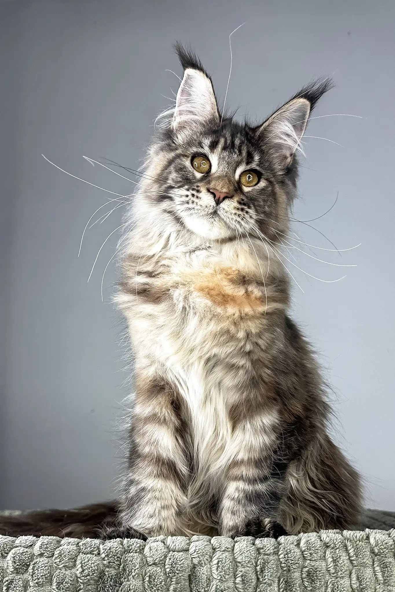 Havana | Maine Coon Kitten - Image 4