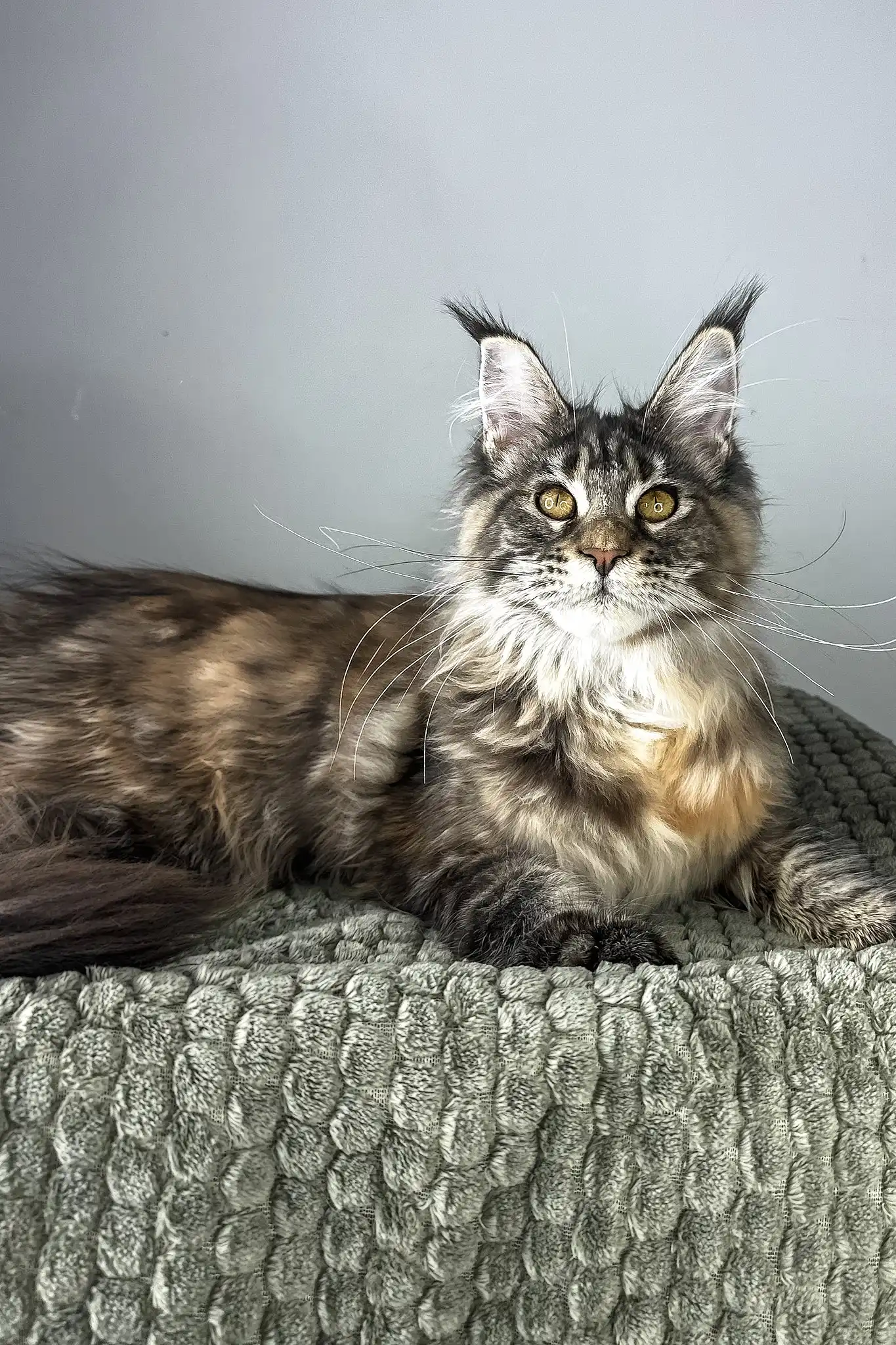 Havana | Maine Coon Kitten - Image 5