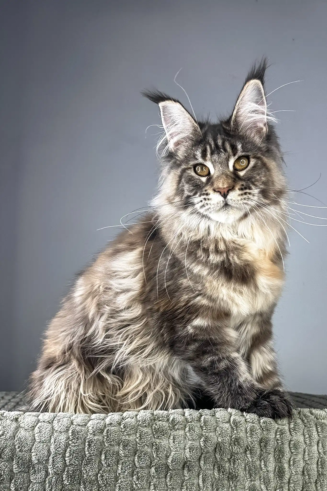 Havana | Maine Coon Kitten - Image 6