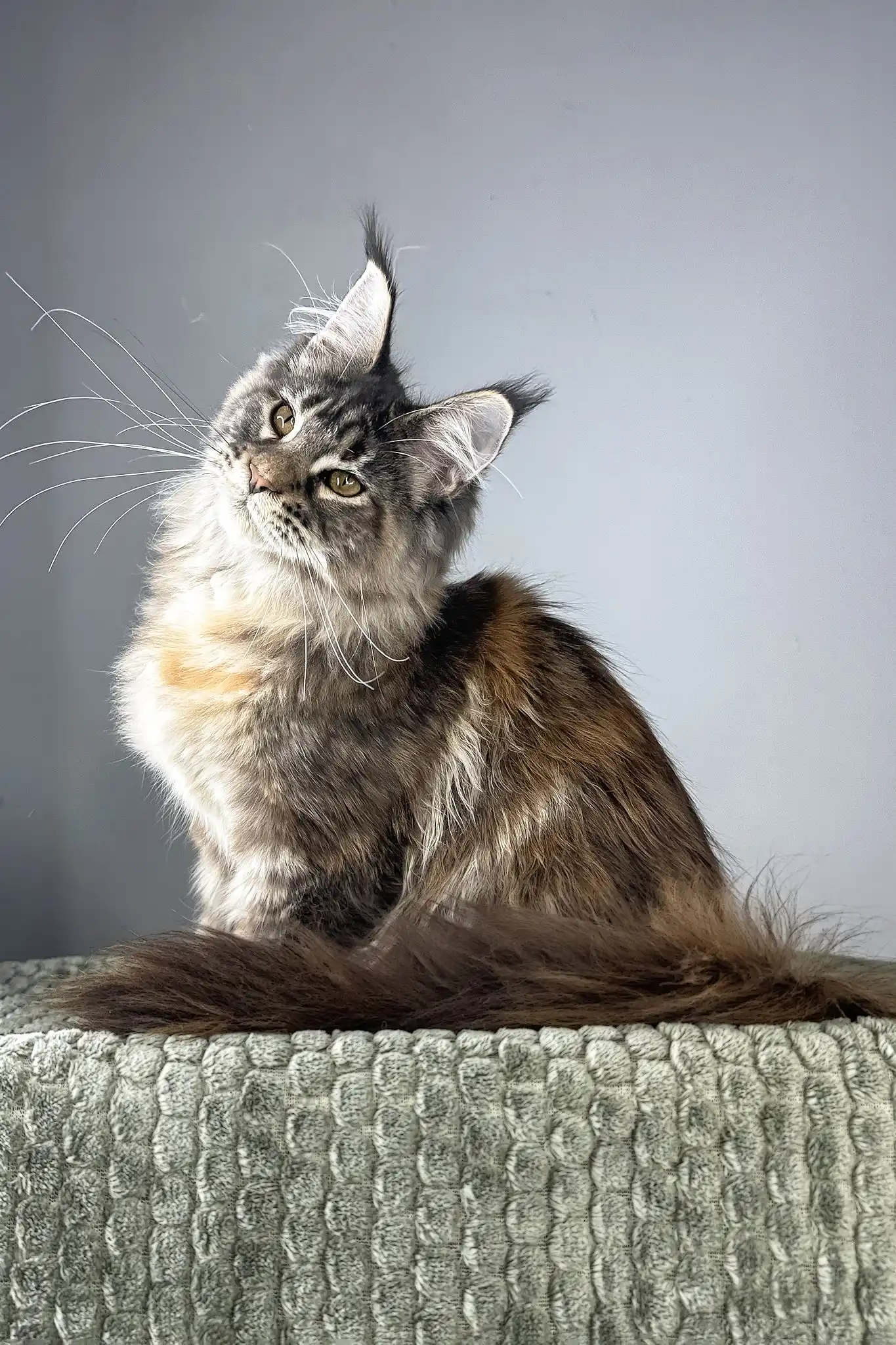 Havana | Maine Coon Kitten - Image 7