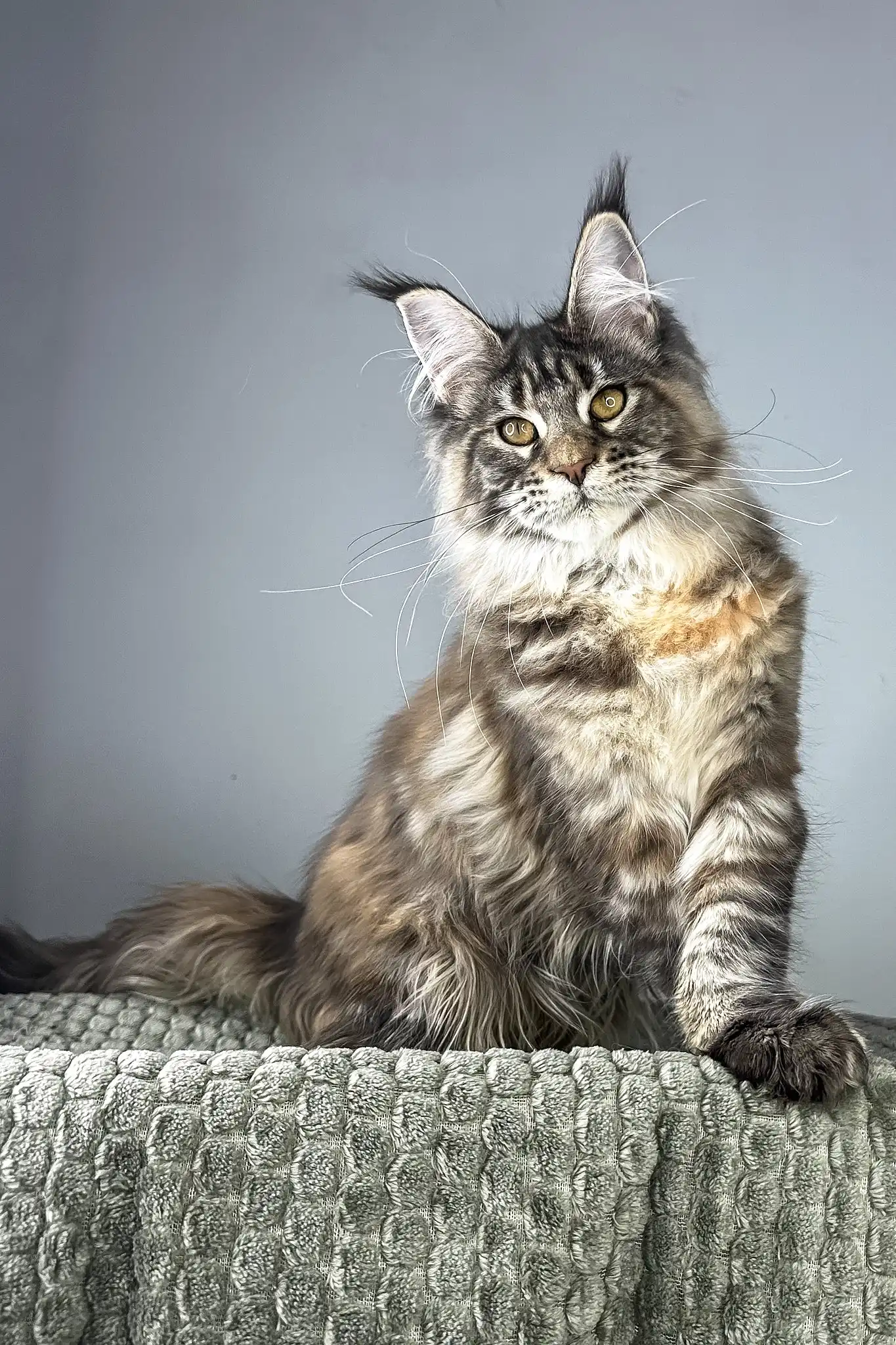 Havana | Maine Coon Kitten - Image 8