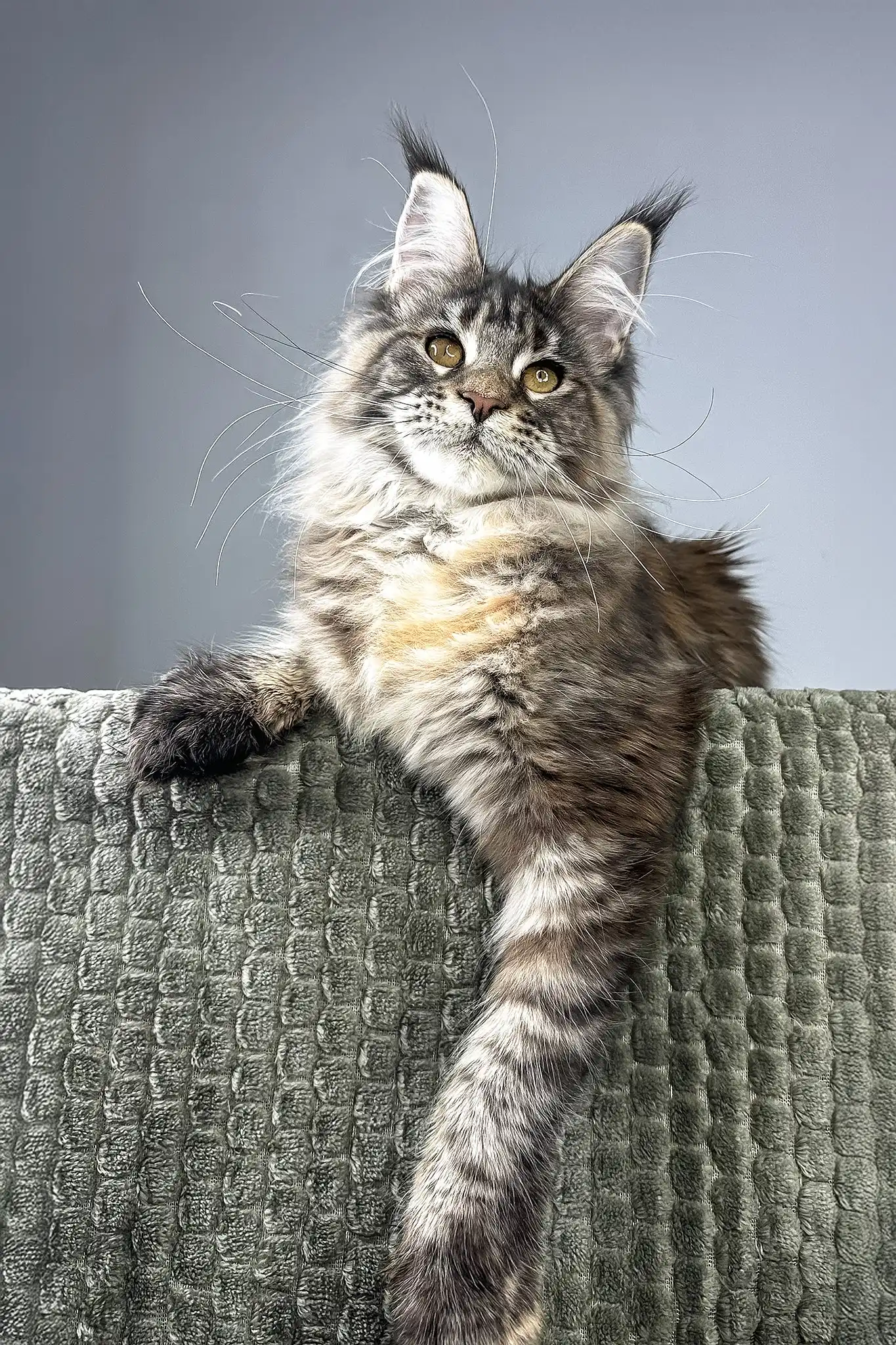 Havana | Maine Coon Kitten - Image 9