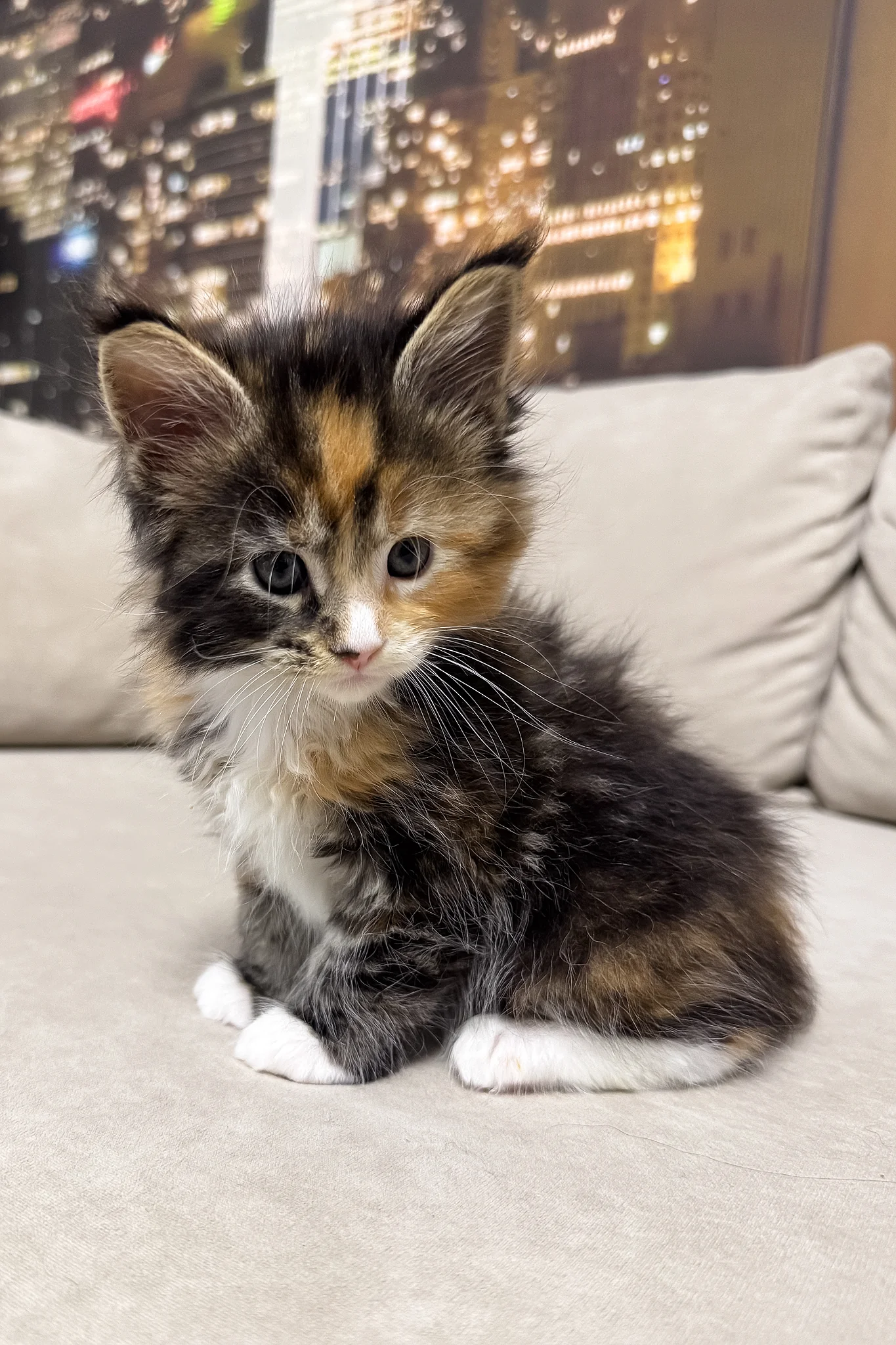 Hayley | Maine Coon Kitten - Image 3