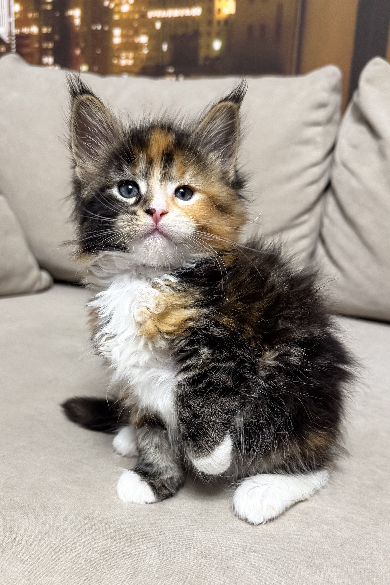 Hayley | Maine Coon Kitten - Image 9