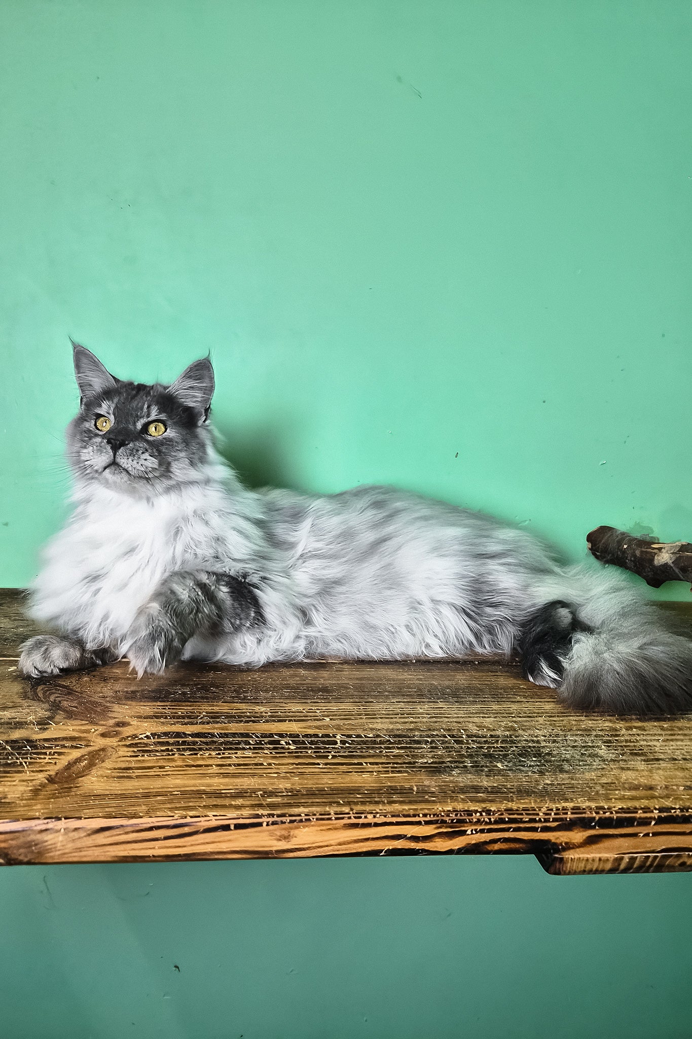 Healthy | Maine Coon Kitten - Image 2