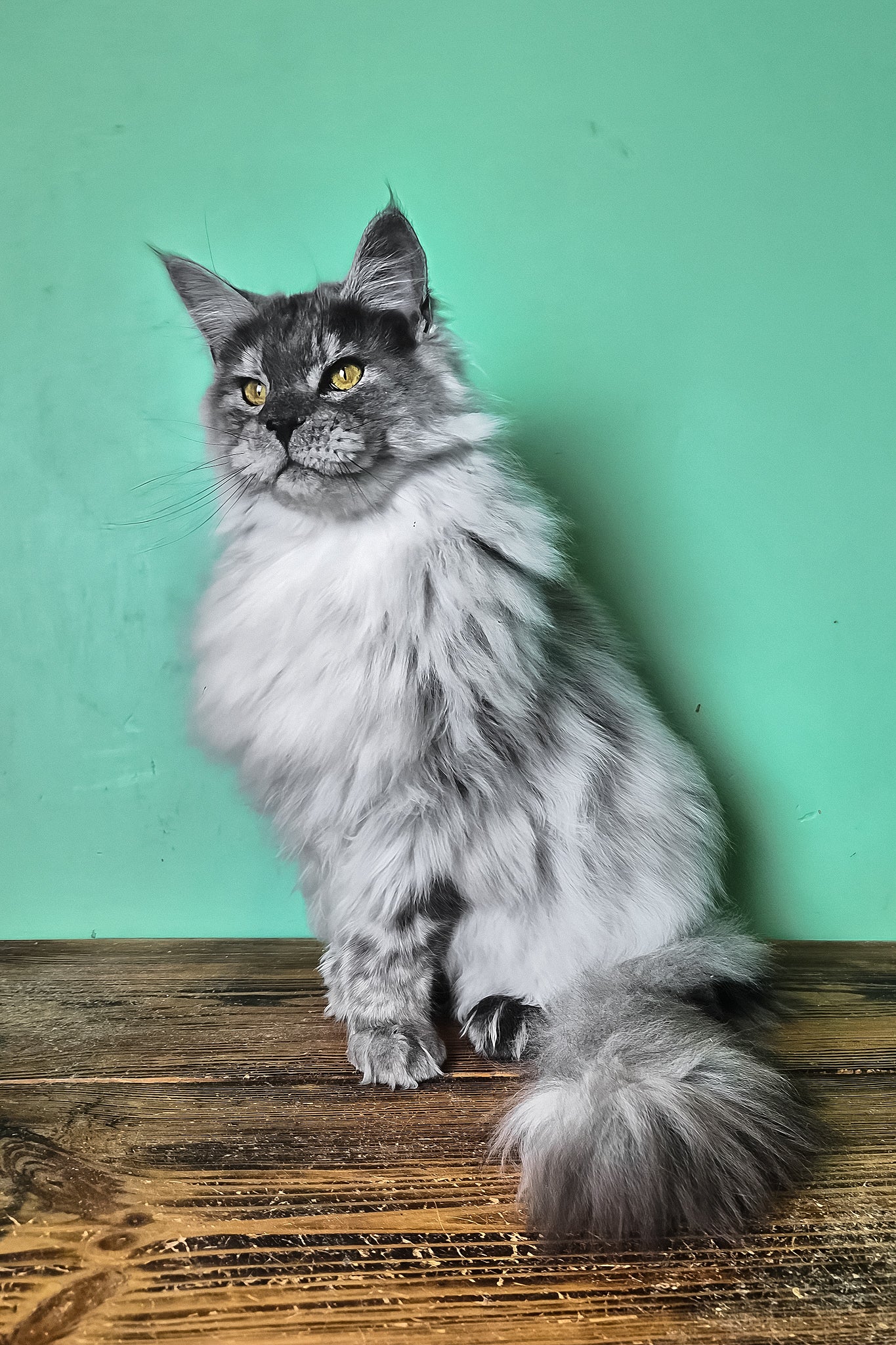 Healthy | Maine Coon Kitten - Image 3