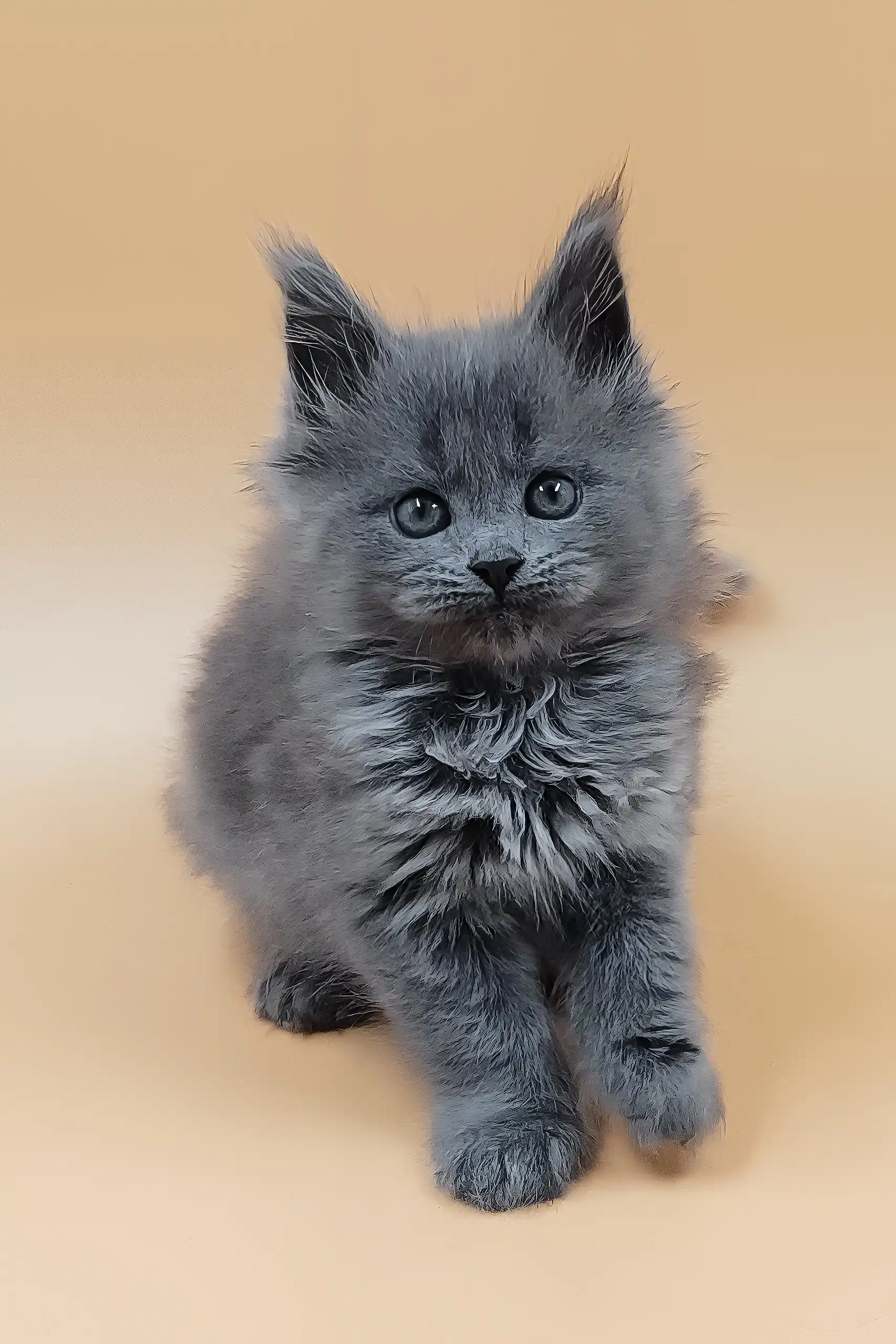 Hloya | Maine Coon Kitten - Image 4