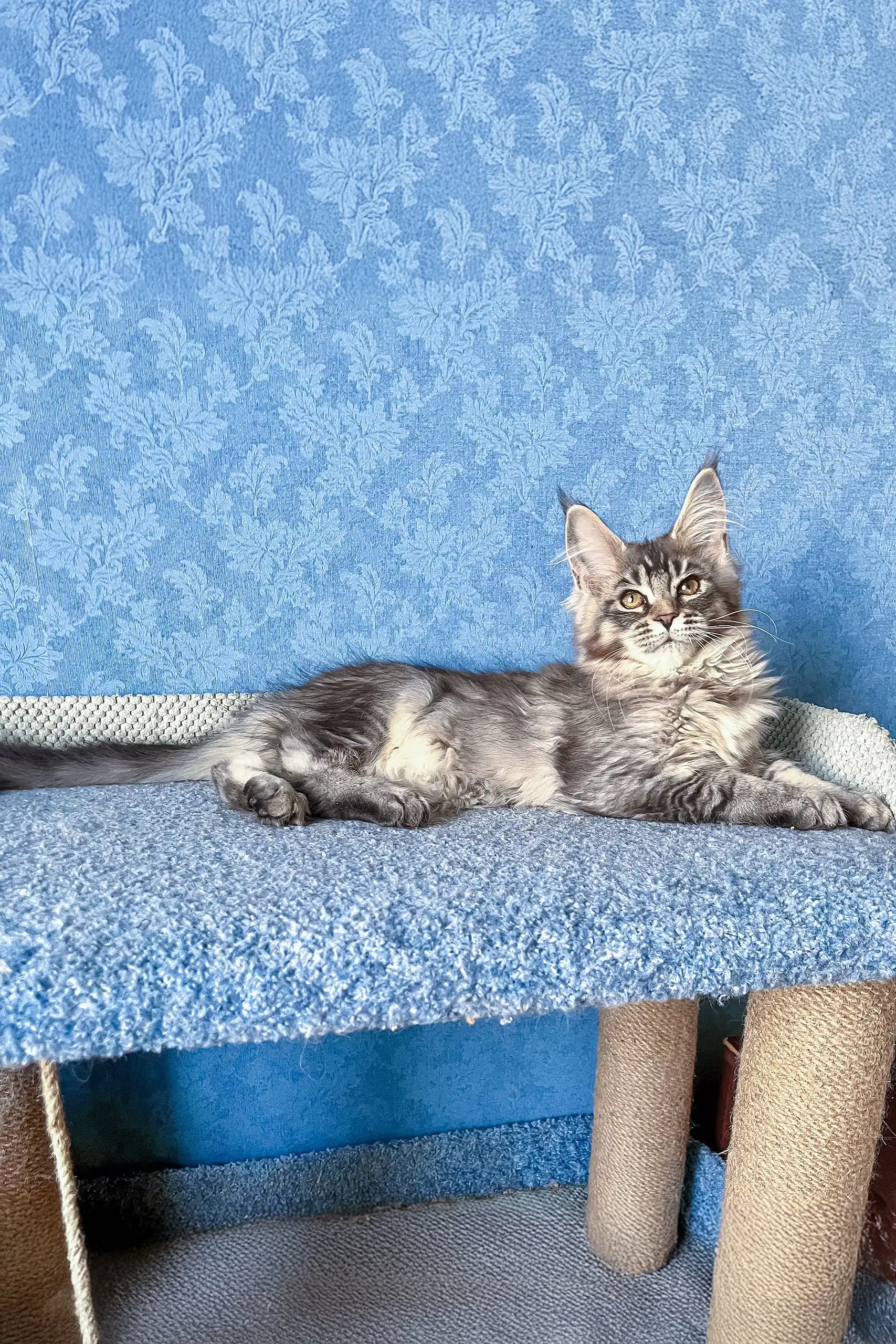 Holly | Maine Coon Kitten - Image 6