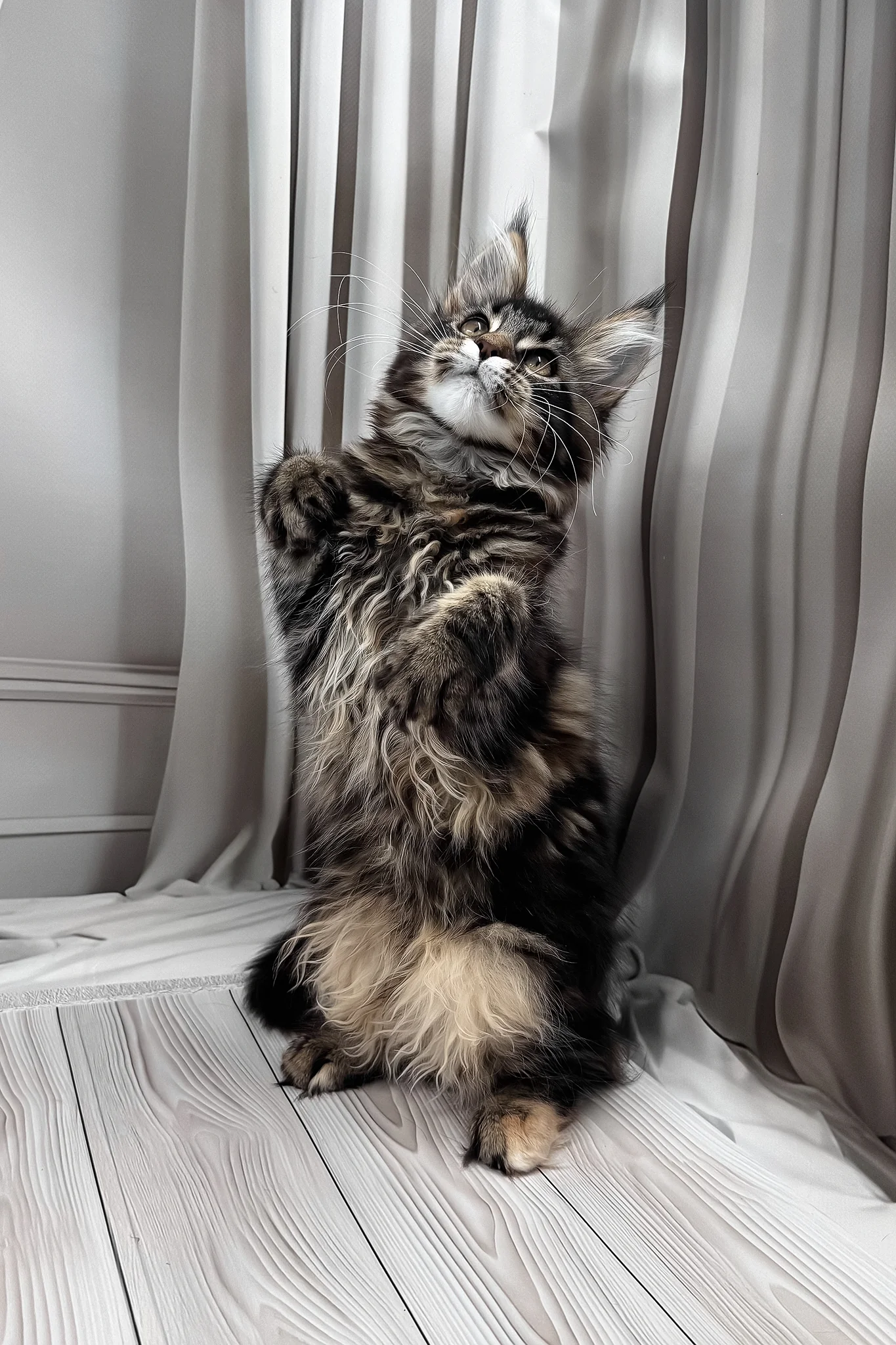 Holly | Maine Coon Kitten - Image 5