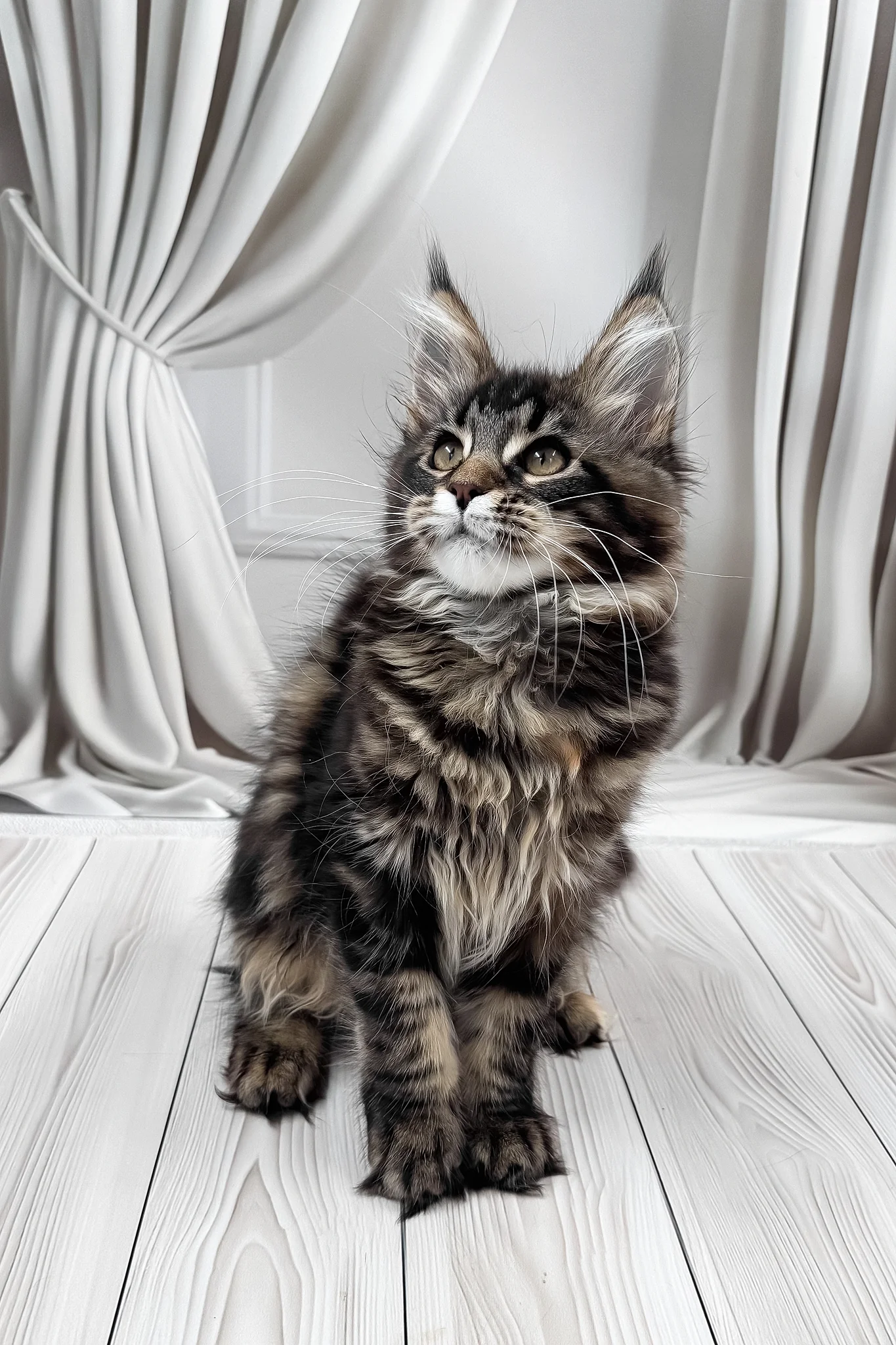 Holly | Maine Coon Kitten - Image 8