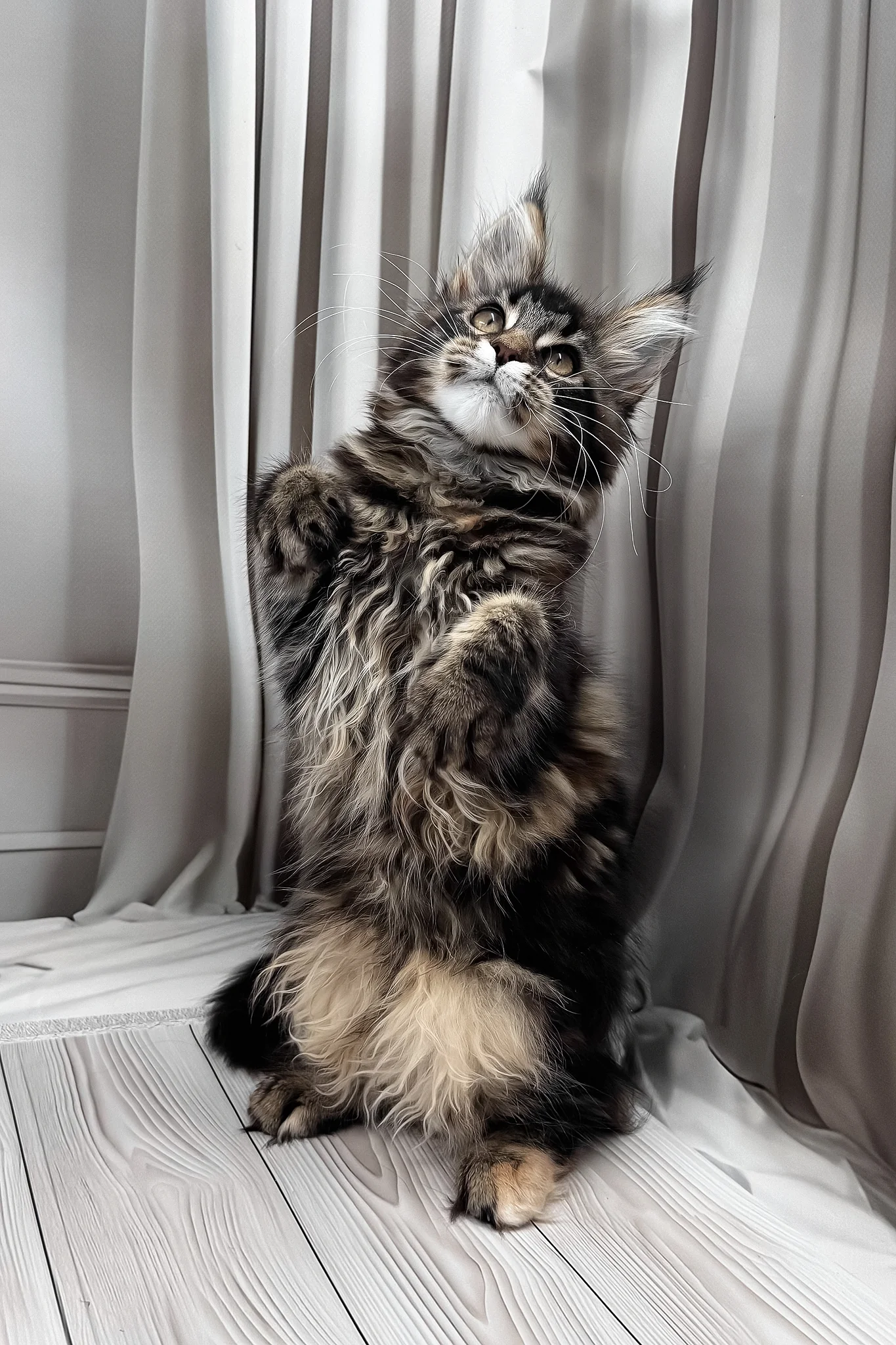 Holly | Maine Coon Kitten - Image 9