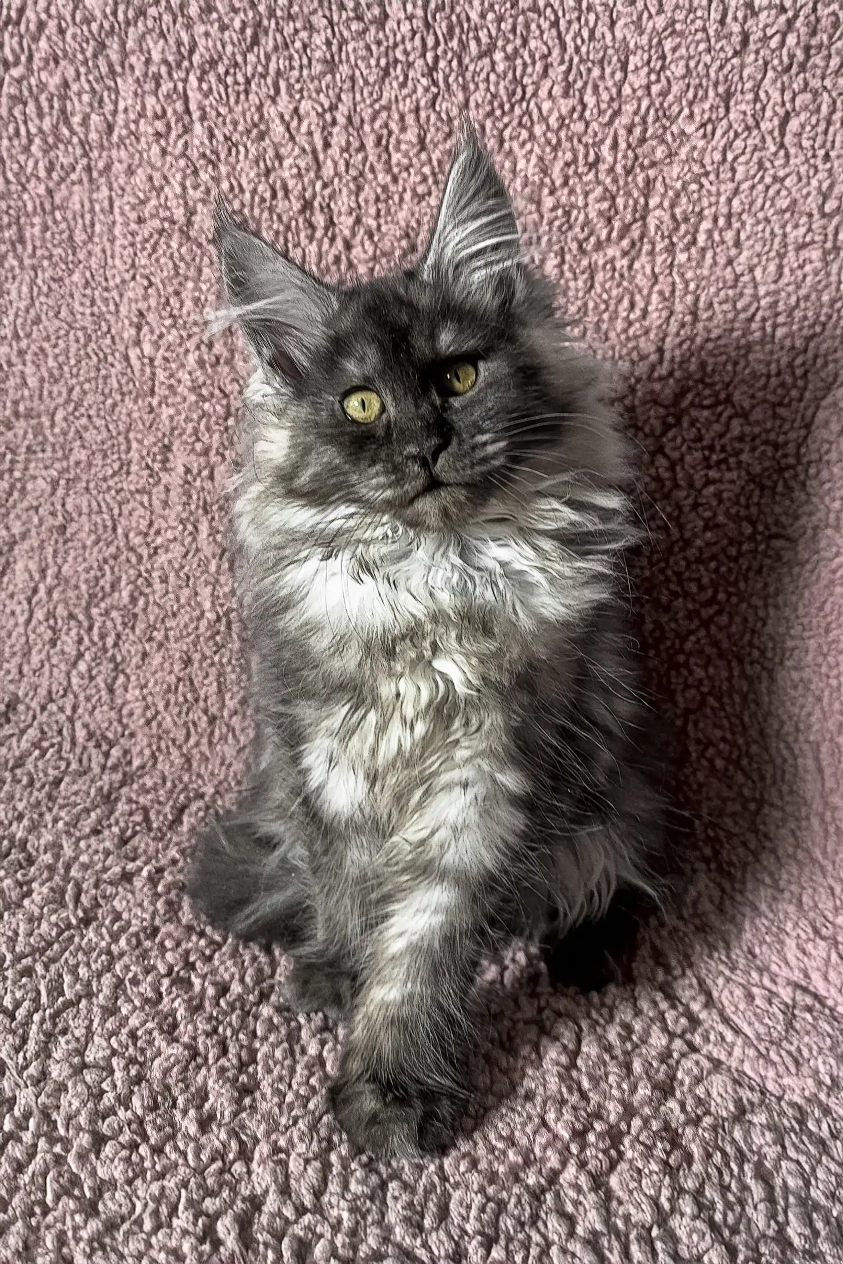Ilana | Maine Coon Kitten - Image 5