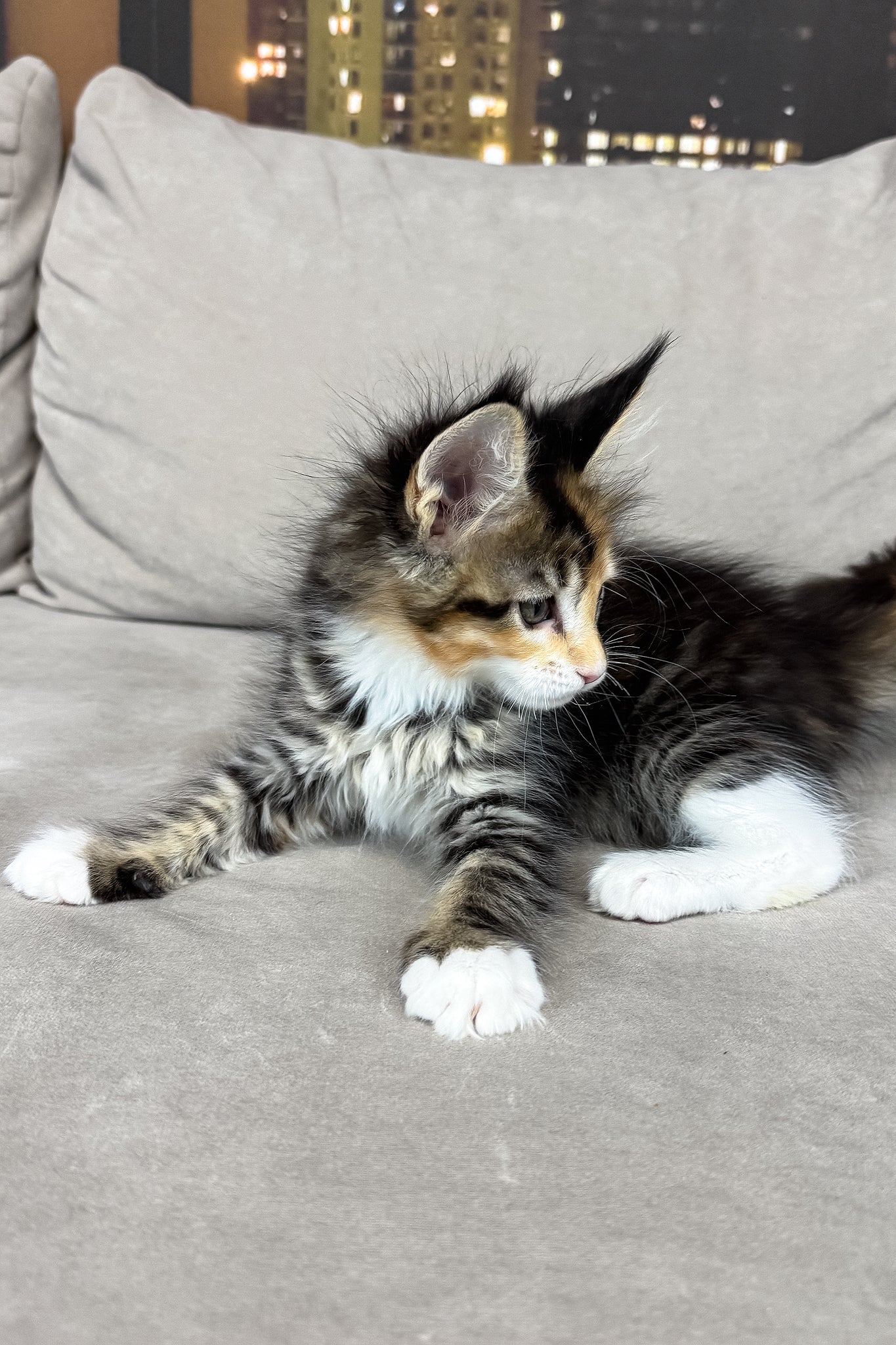 Indiana | Maine Coon Kitten - Image 4