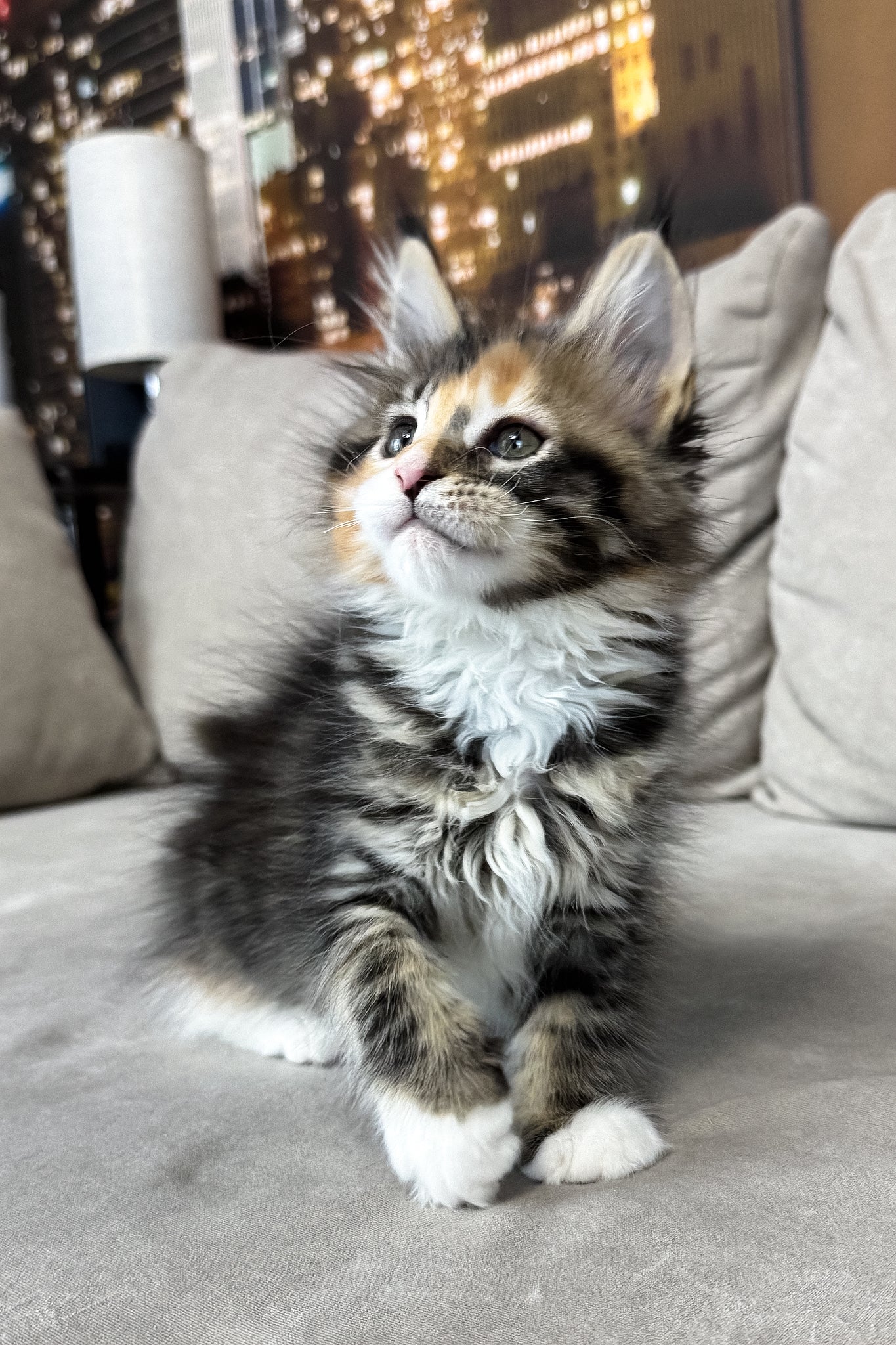 Indiana | Maine Coon Kitten - Image 5