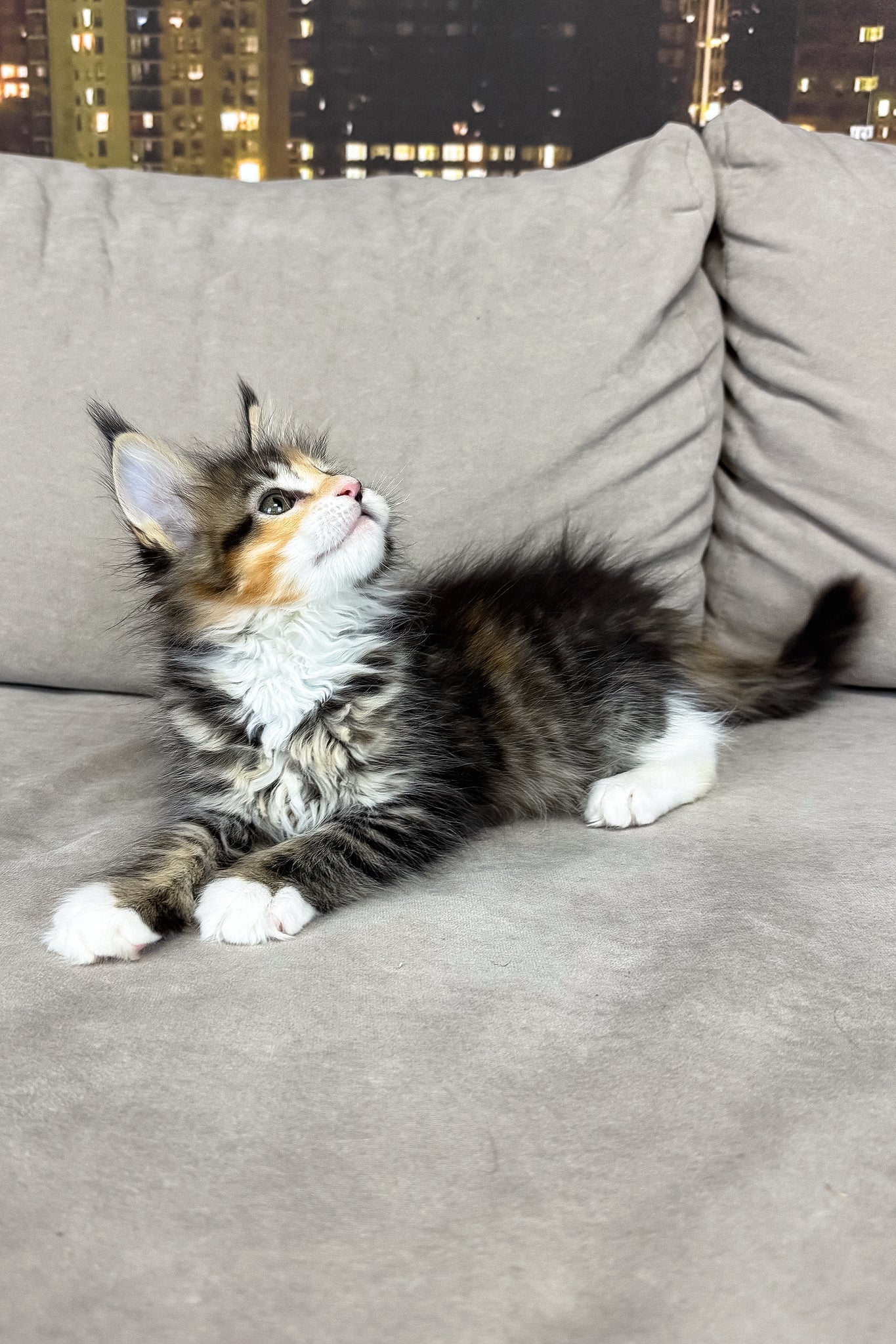 Indiana | Maine Coon Kitten - Image 8