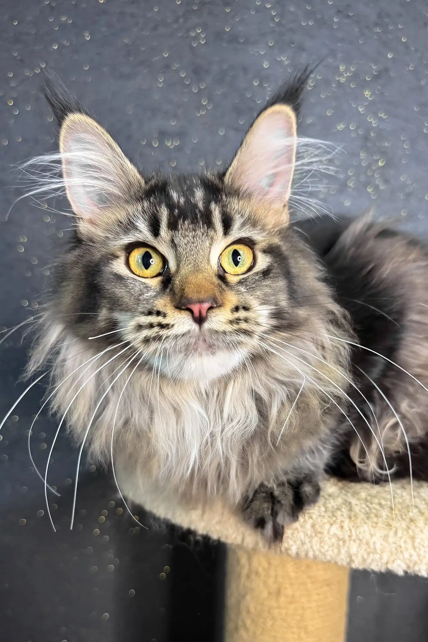 Inessa | Maine Coon Kitten - Image 2