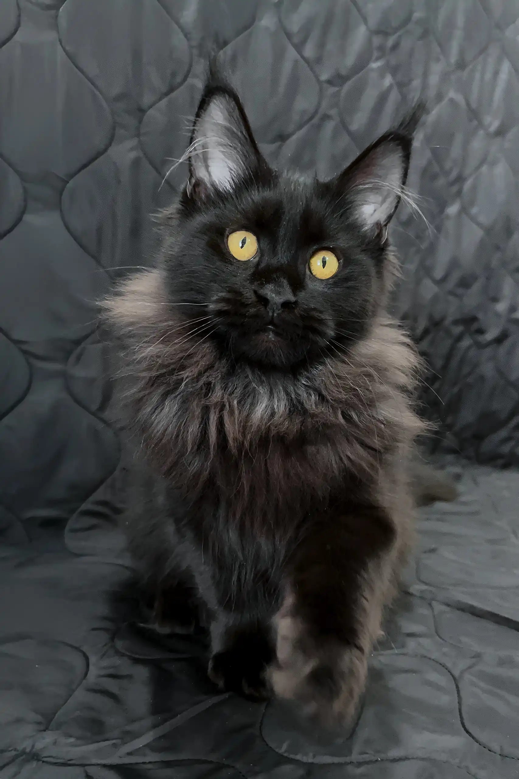 Irena | Maine Coon Kitten - Image 4