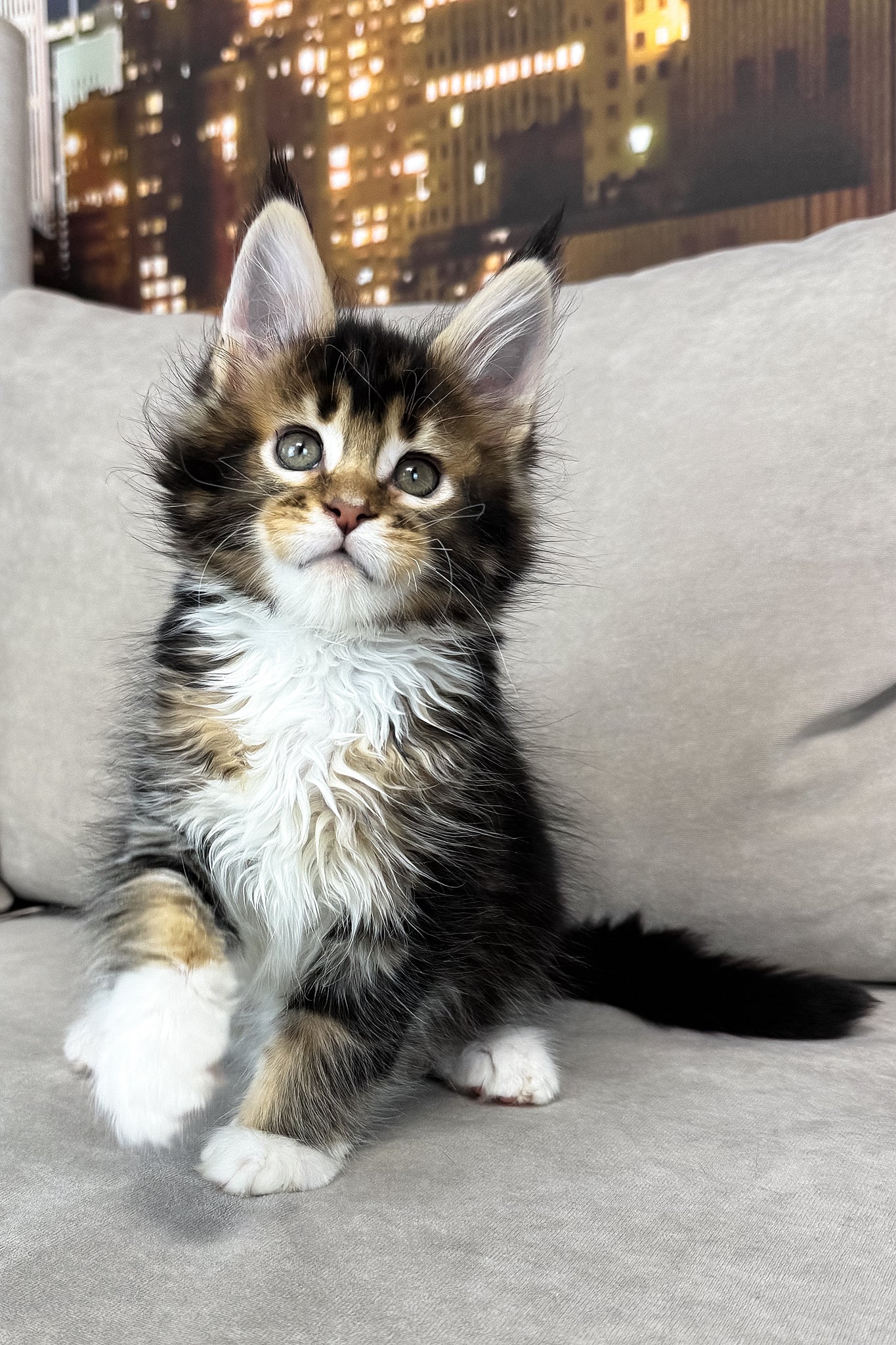 Iris | Maine Coon Kitten - Image 2