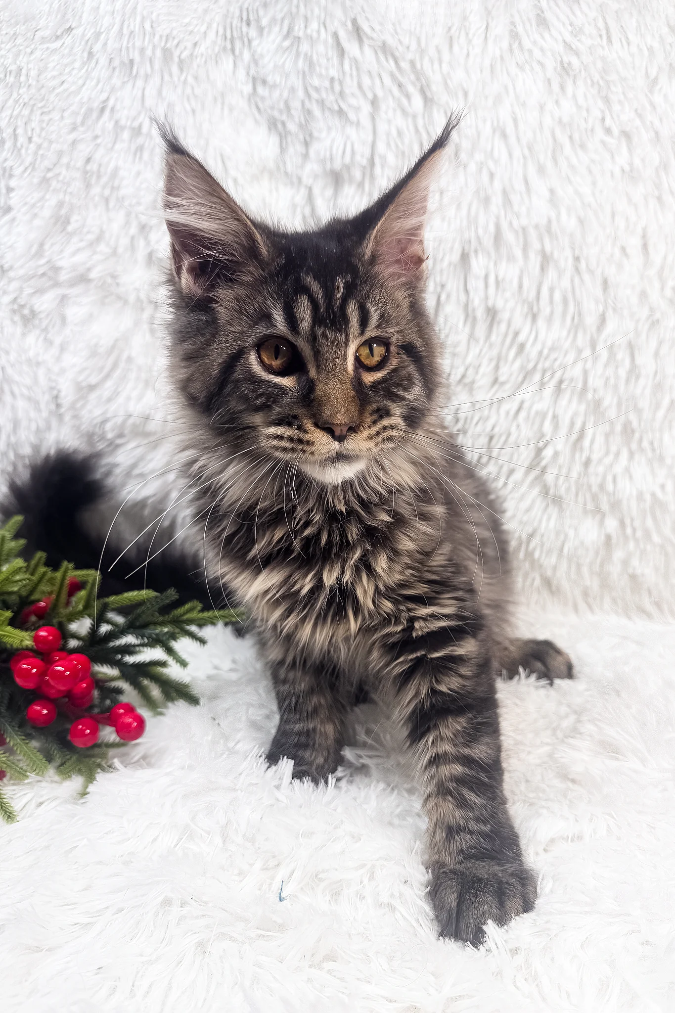 Irma | Maine Coon Kitten - Image 3