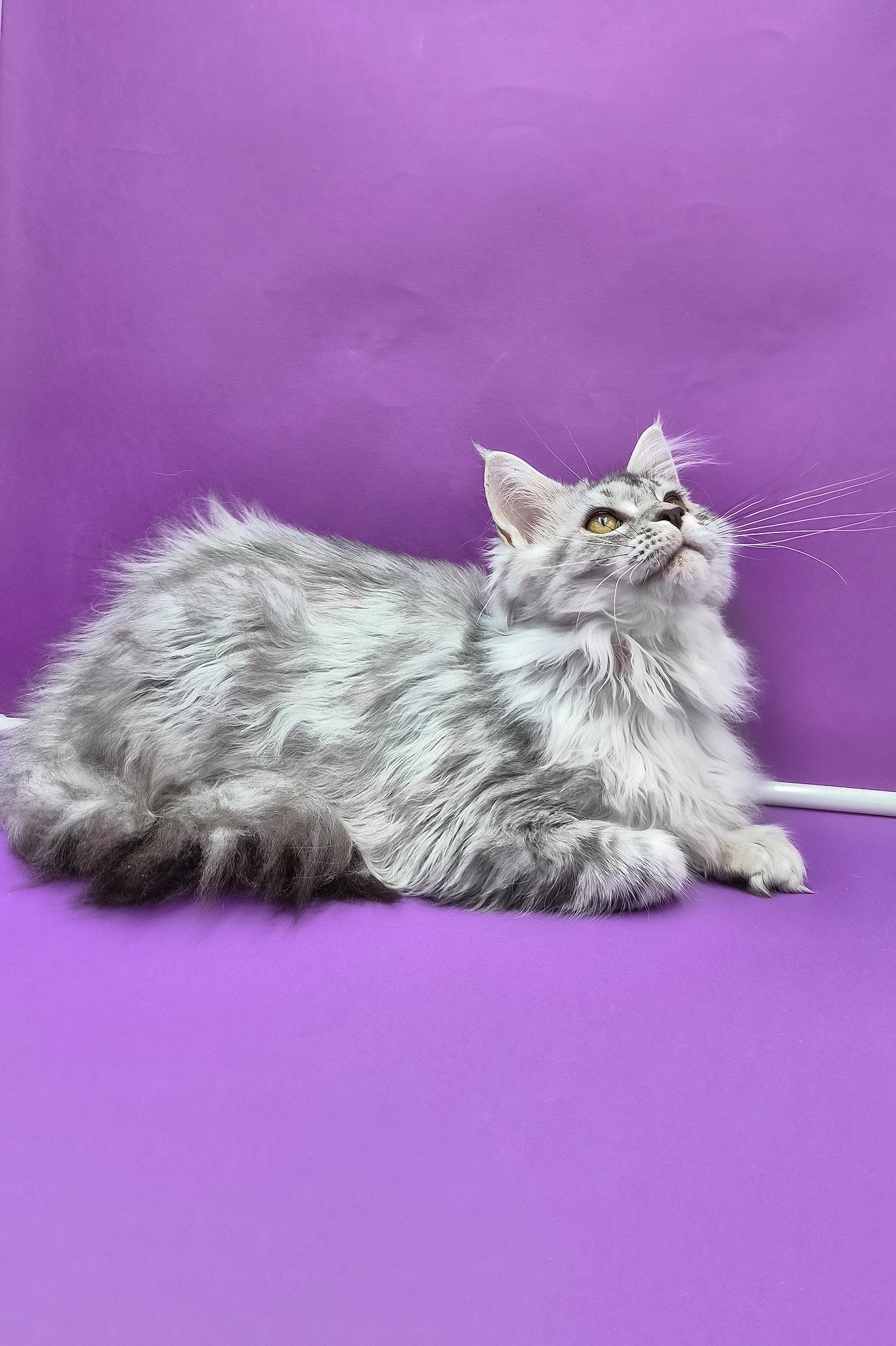 Isadora | Maine Coon Kitten - Image 6