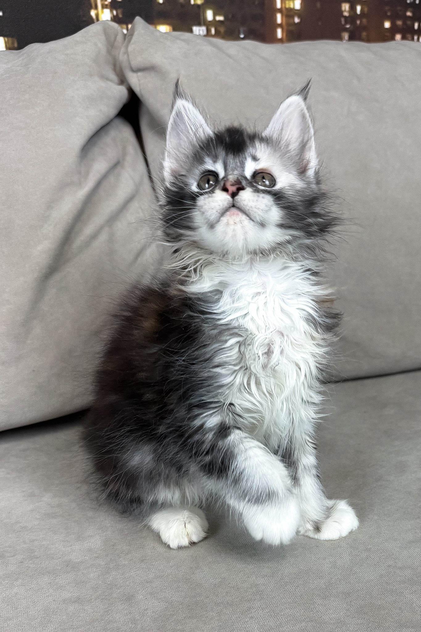 Italy | Maine Coon Kitten - Image 5