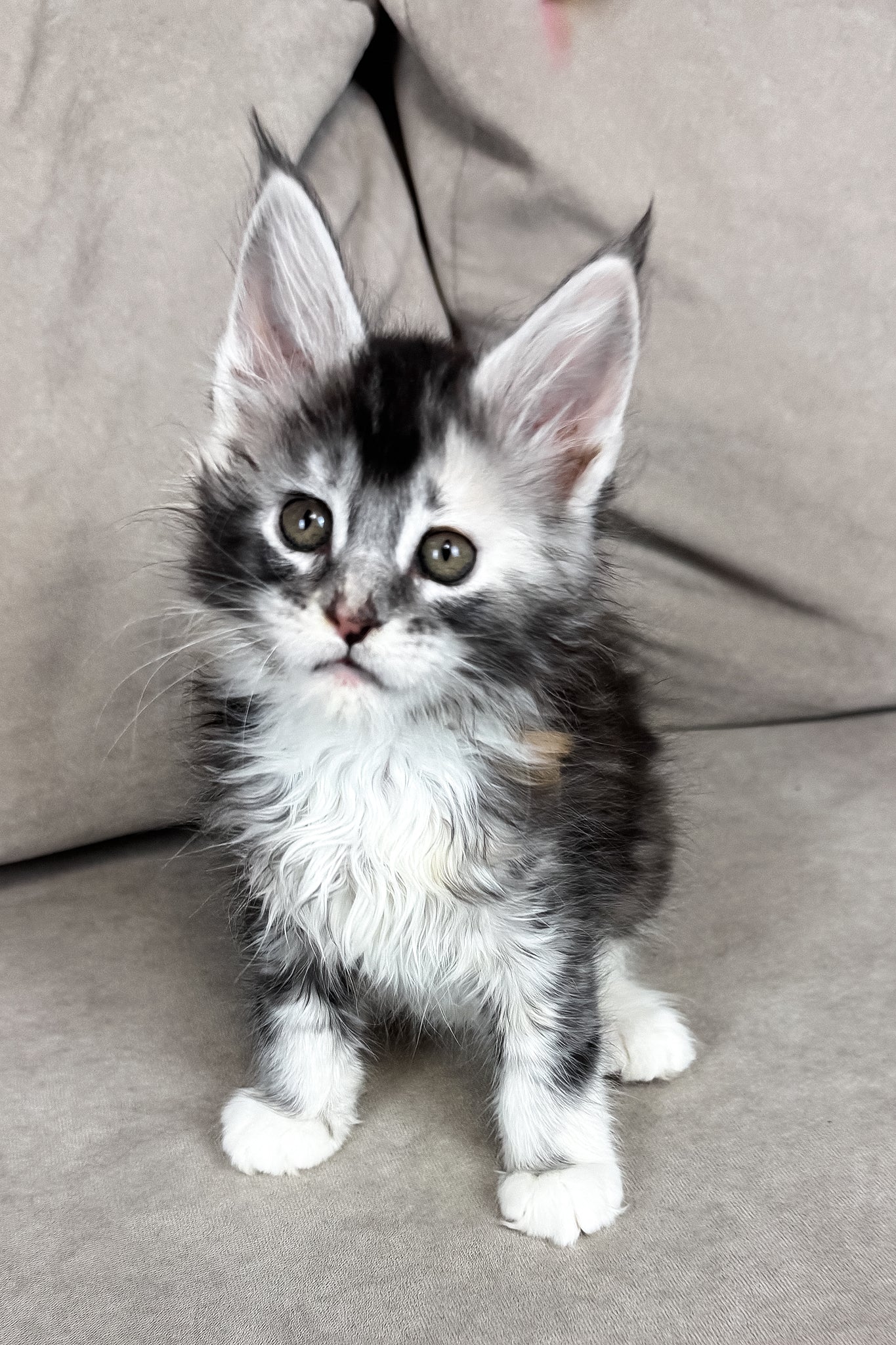 Italy | Maine Coon Kitten - Image 6