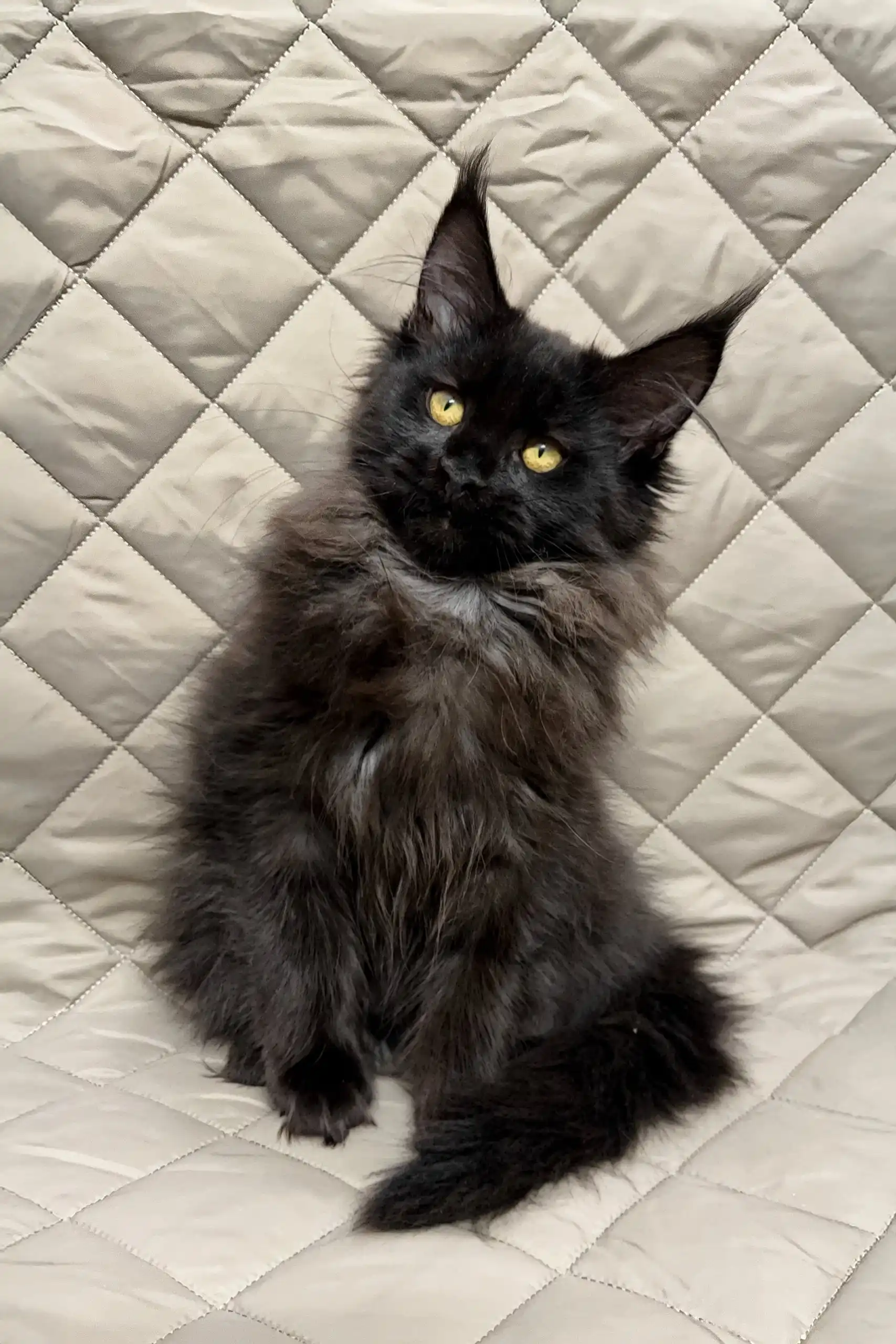 Ivana | Maine Coon Kitten - Image 5