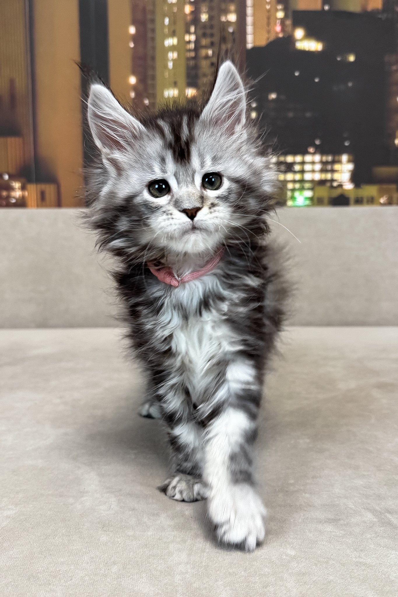 Jador | Maine Coon Kitten - Image 3