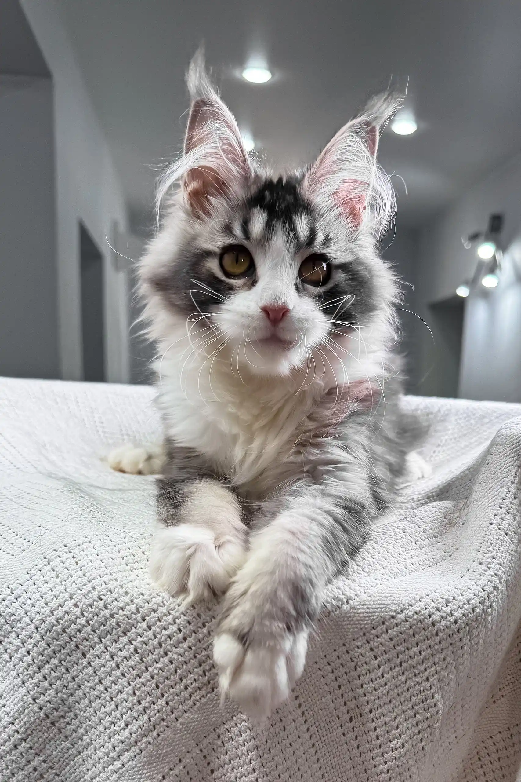 Jakona | Maine Coon Kitten - Image 5