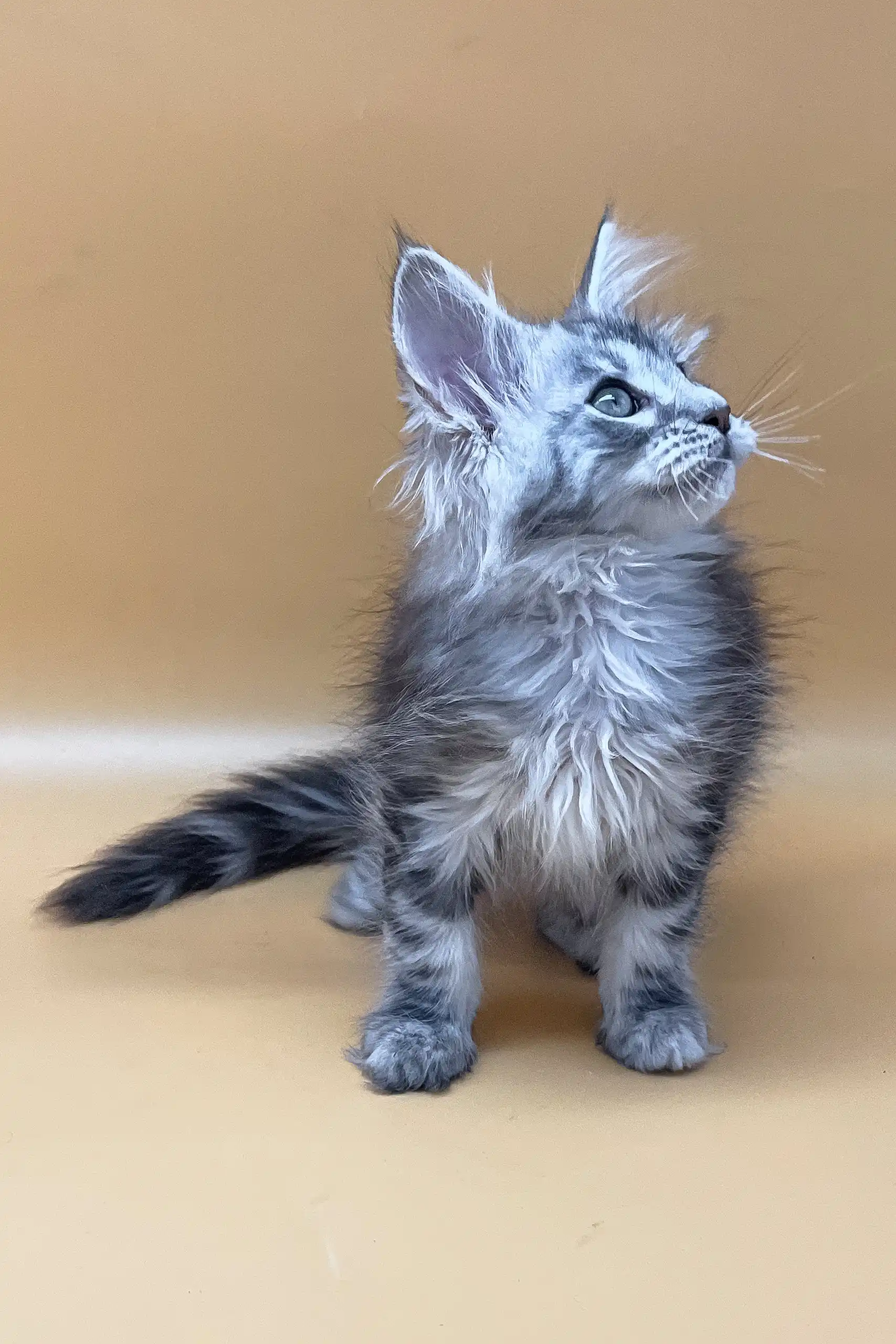 Jamaly | Maine Coon Kitten - Image 4