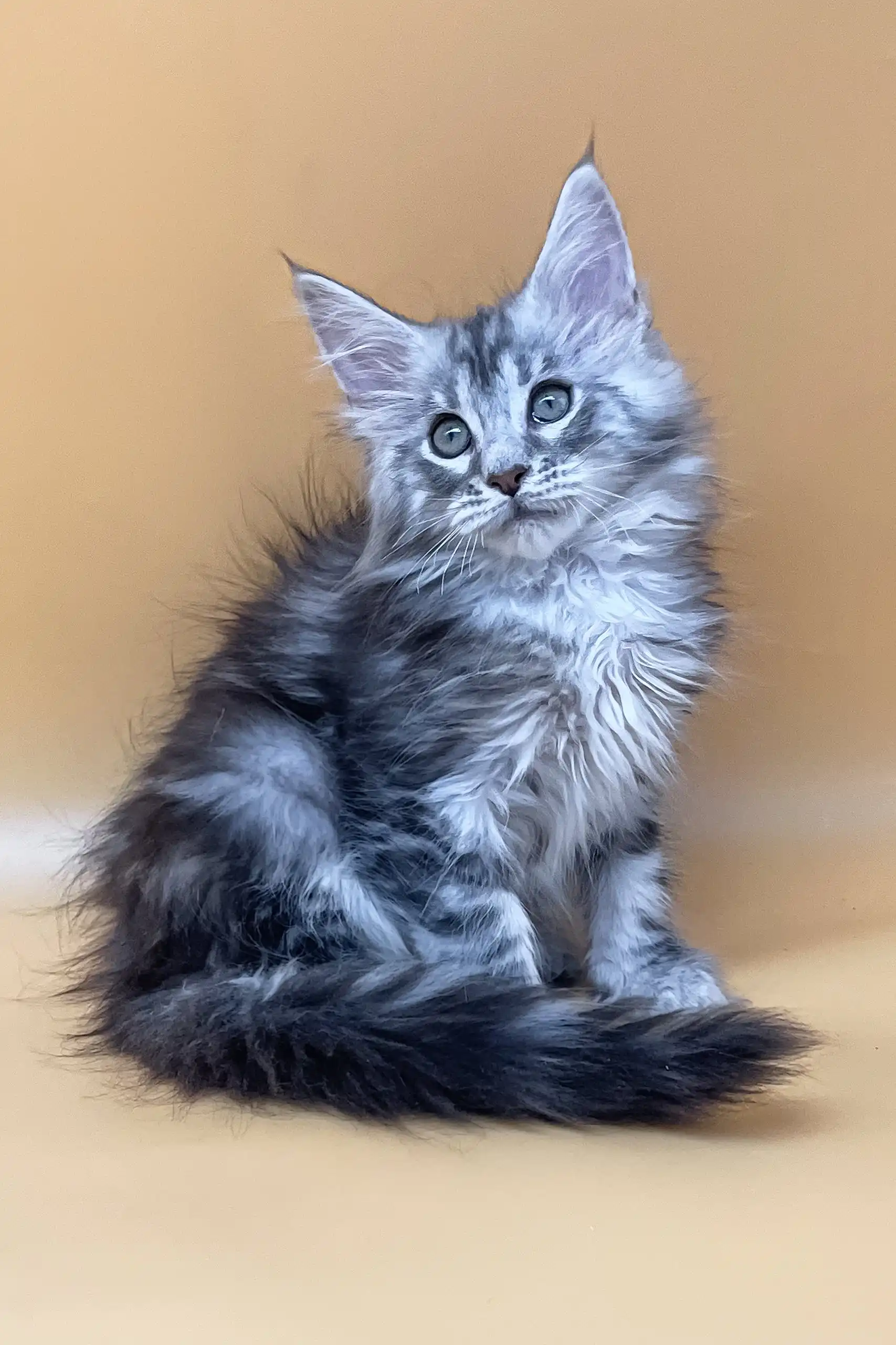 Jamaly | Maine Coon Kitten - Image 6
