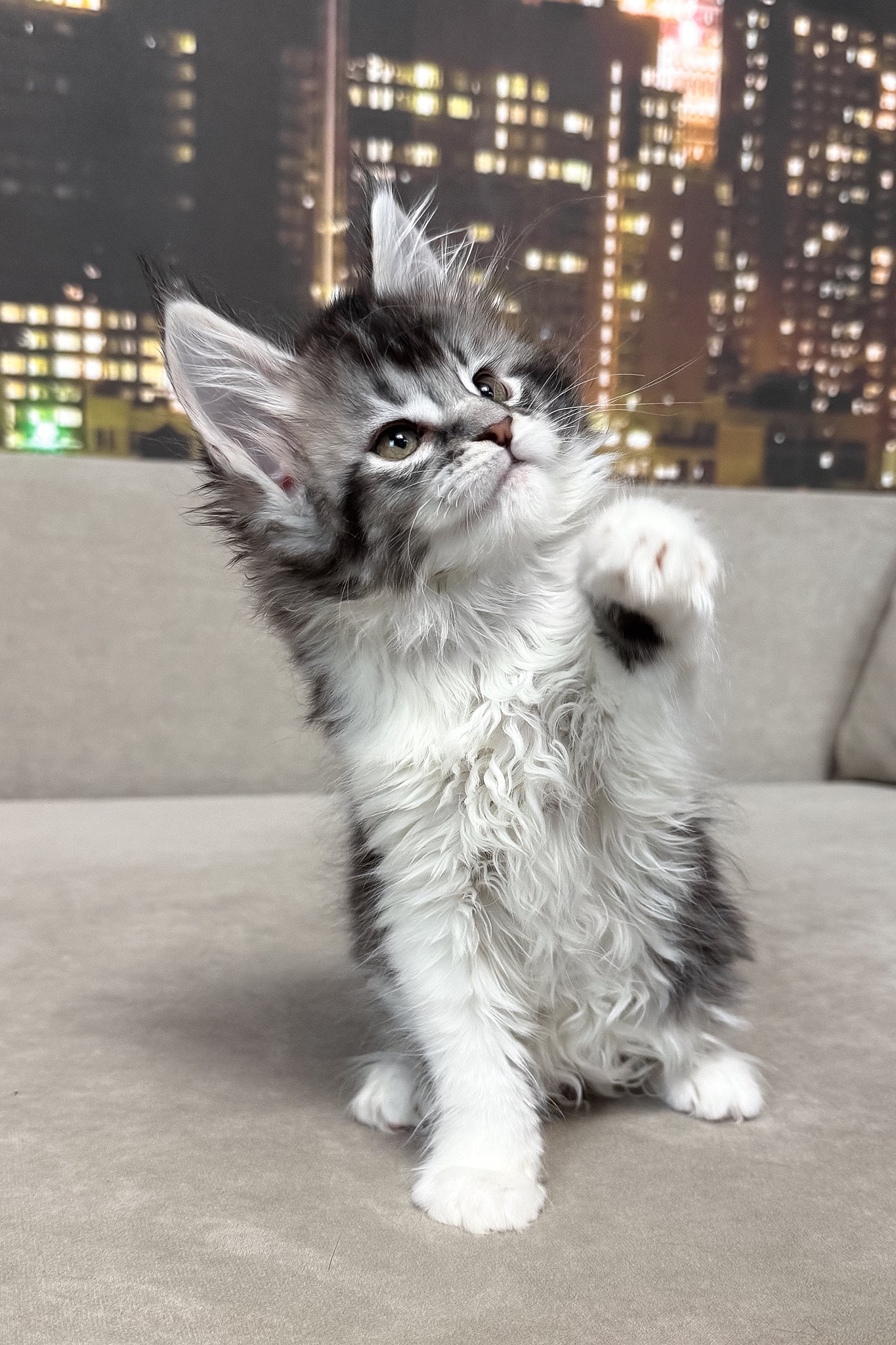 Jasmine | Maine Coon Kitten - Image 6