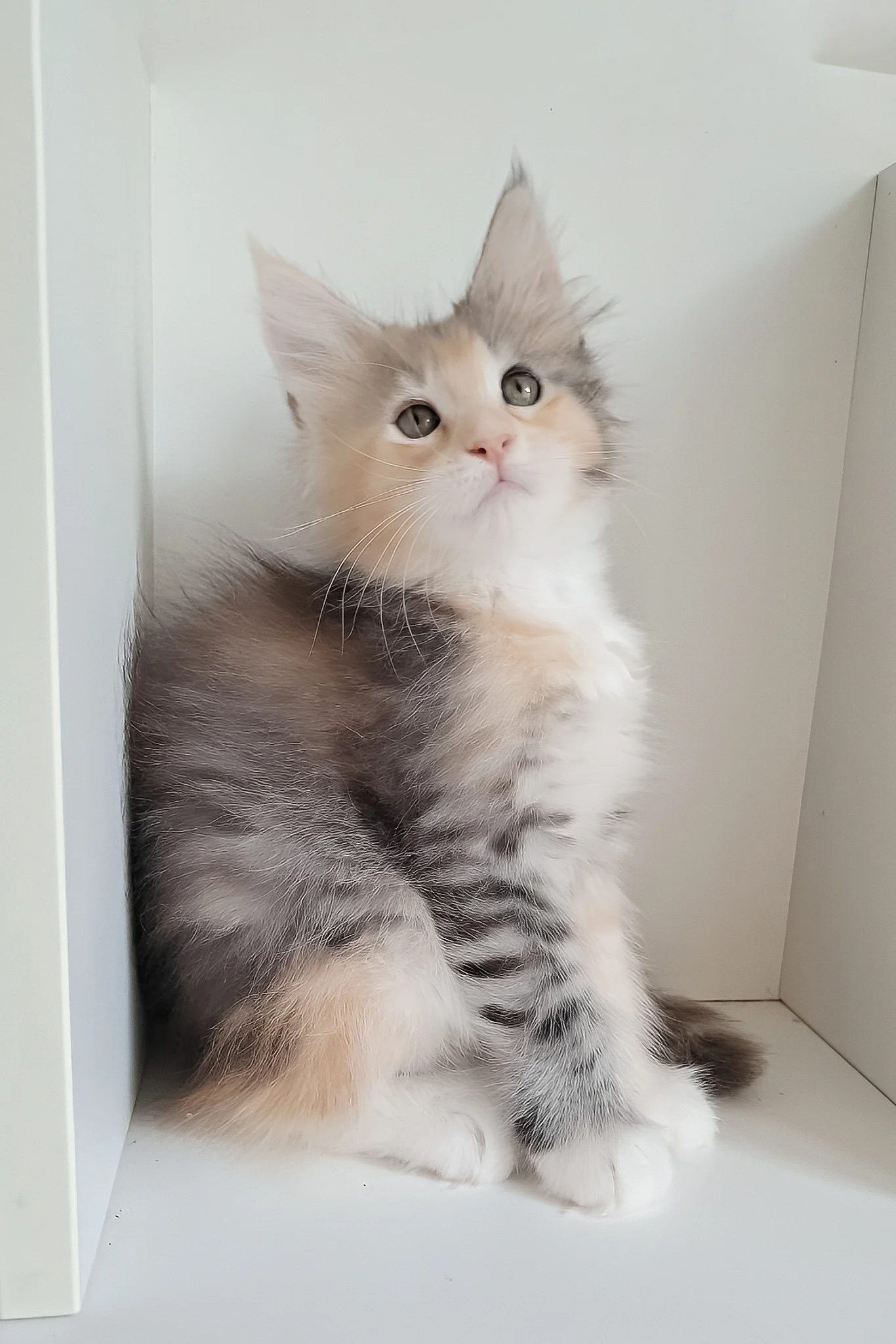 Jemma | Maine Coon Kitten - Image 3