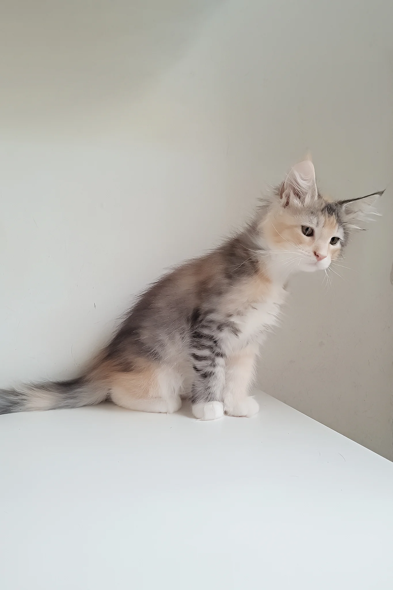 Jemma | Maine Coon Kitten - Image 5