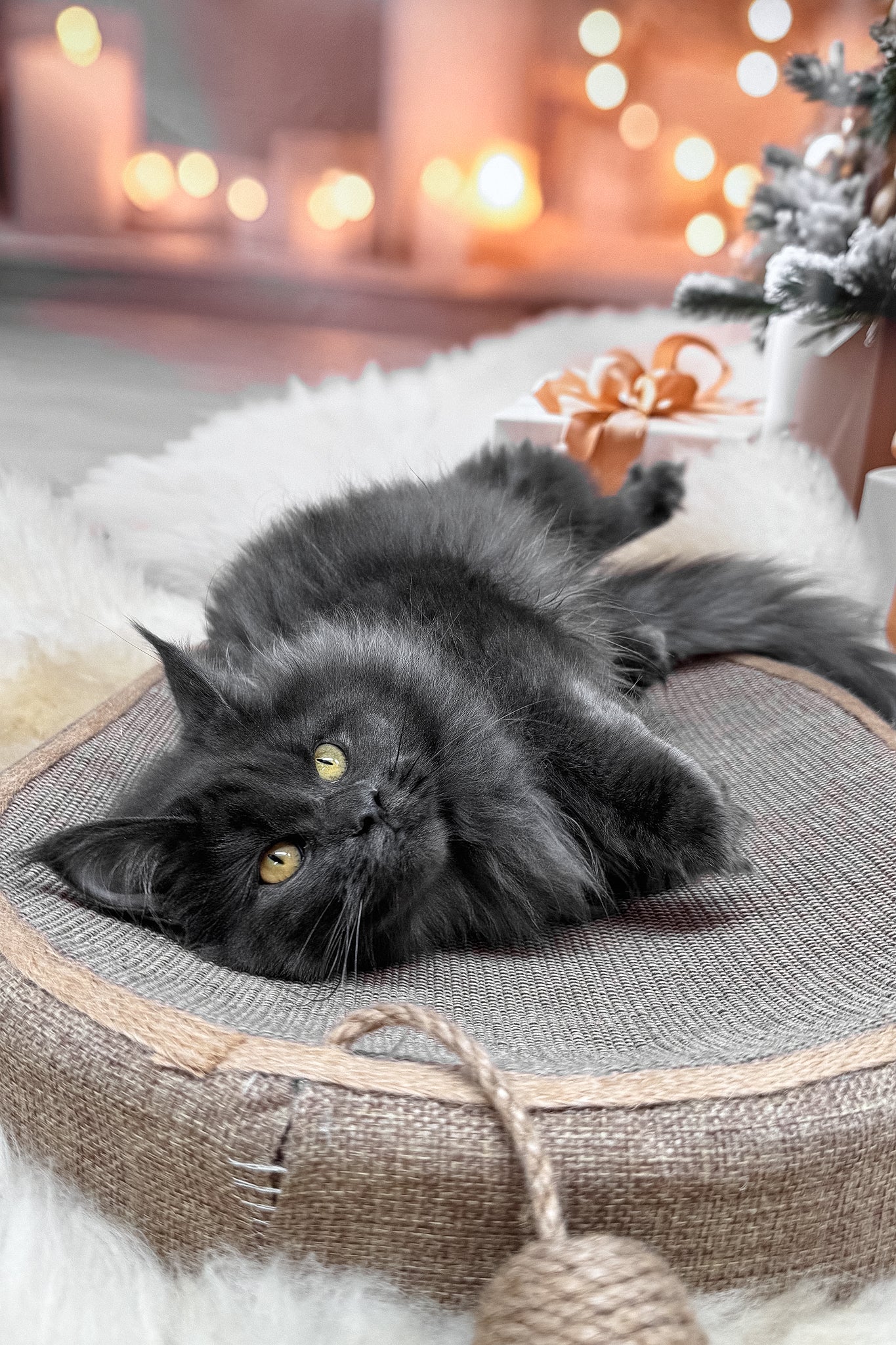 Jenna | Maine Coon Kitten - Image 2