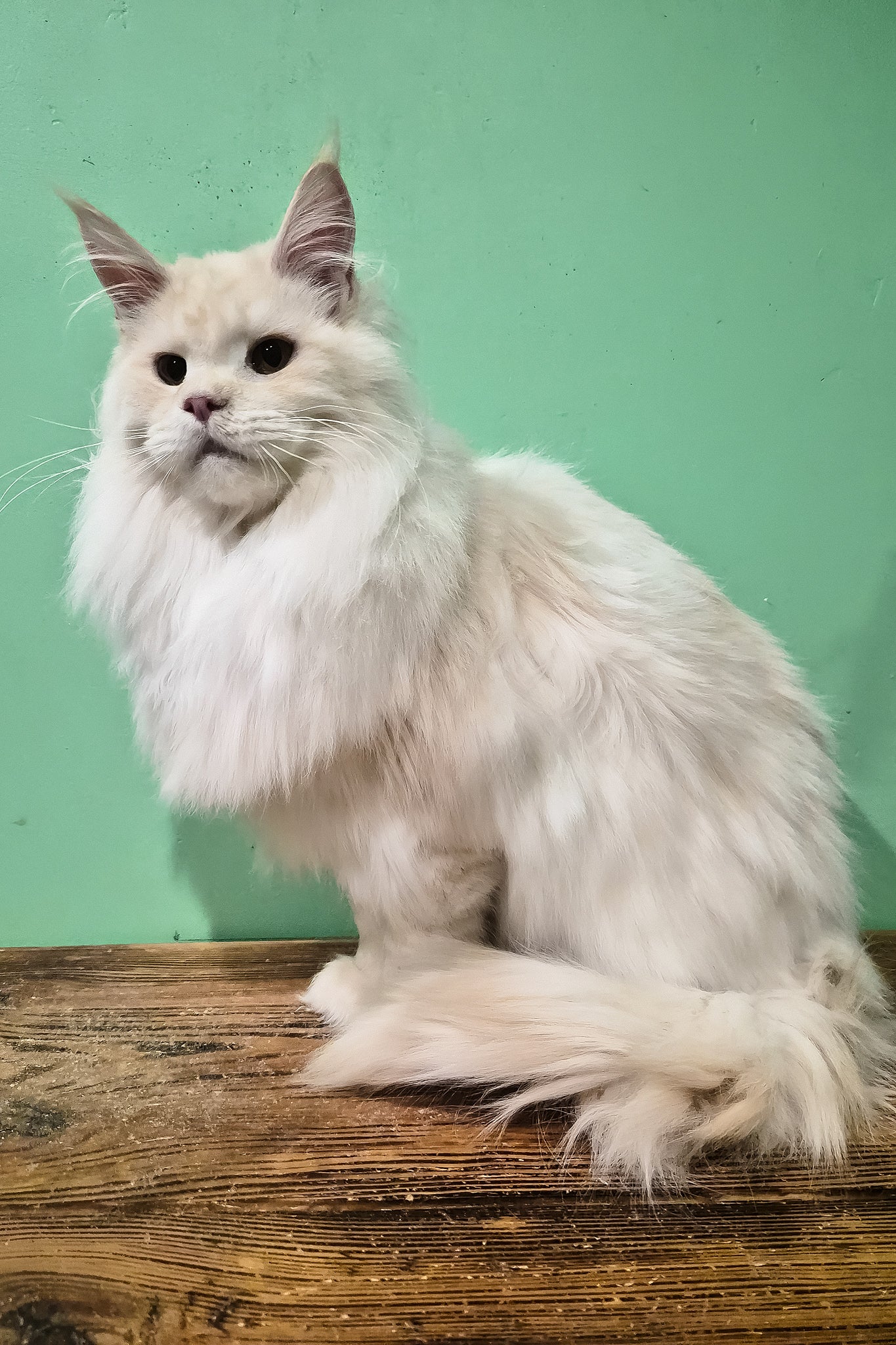 Jenny | Maine Coon Kitten - Image 3